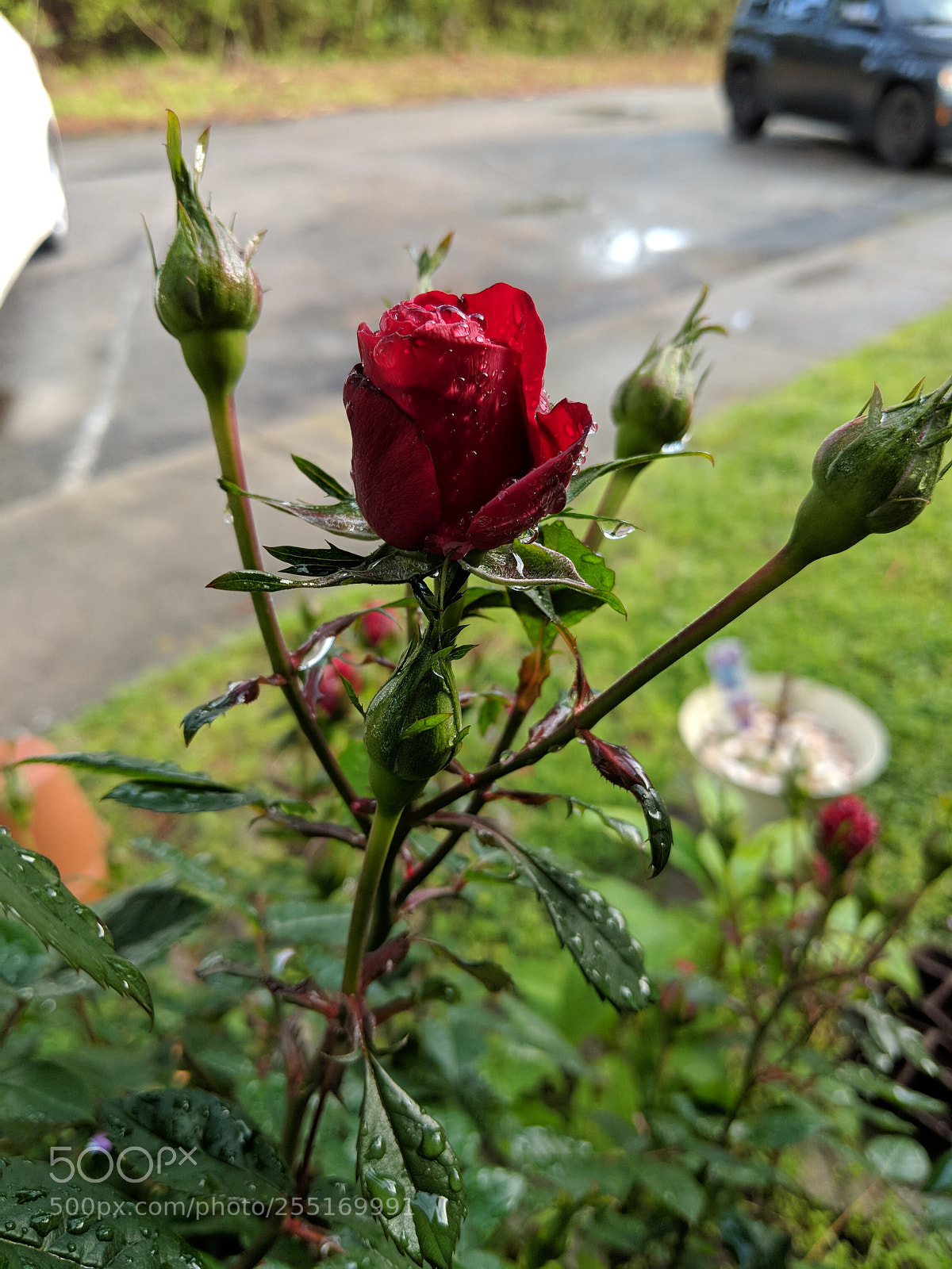 Google Pixel 2 XL sample photo. Spring time blooms photography