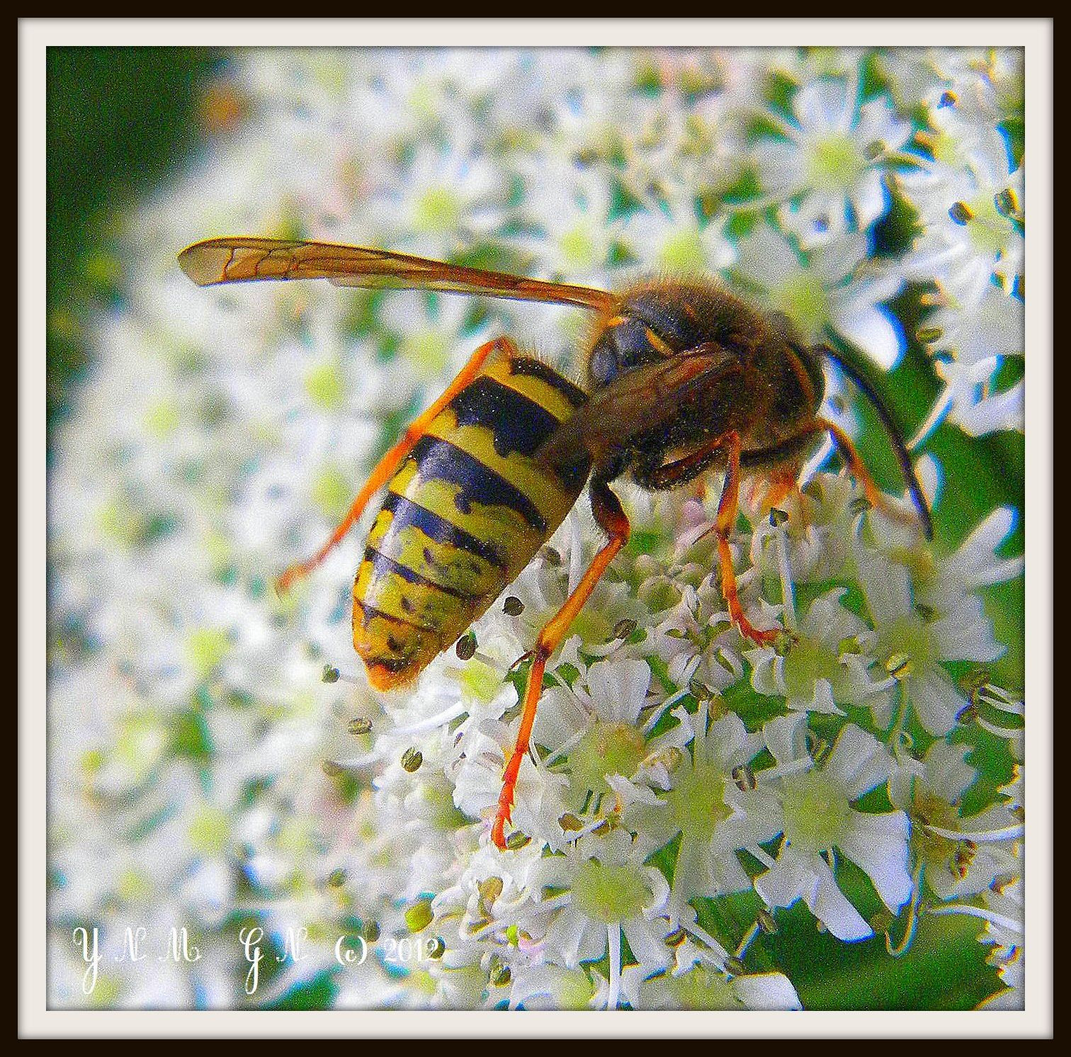 Nikon Coolpix L100 sample photo. Beaujolais () france couleur photography