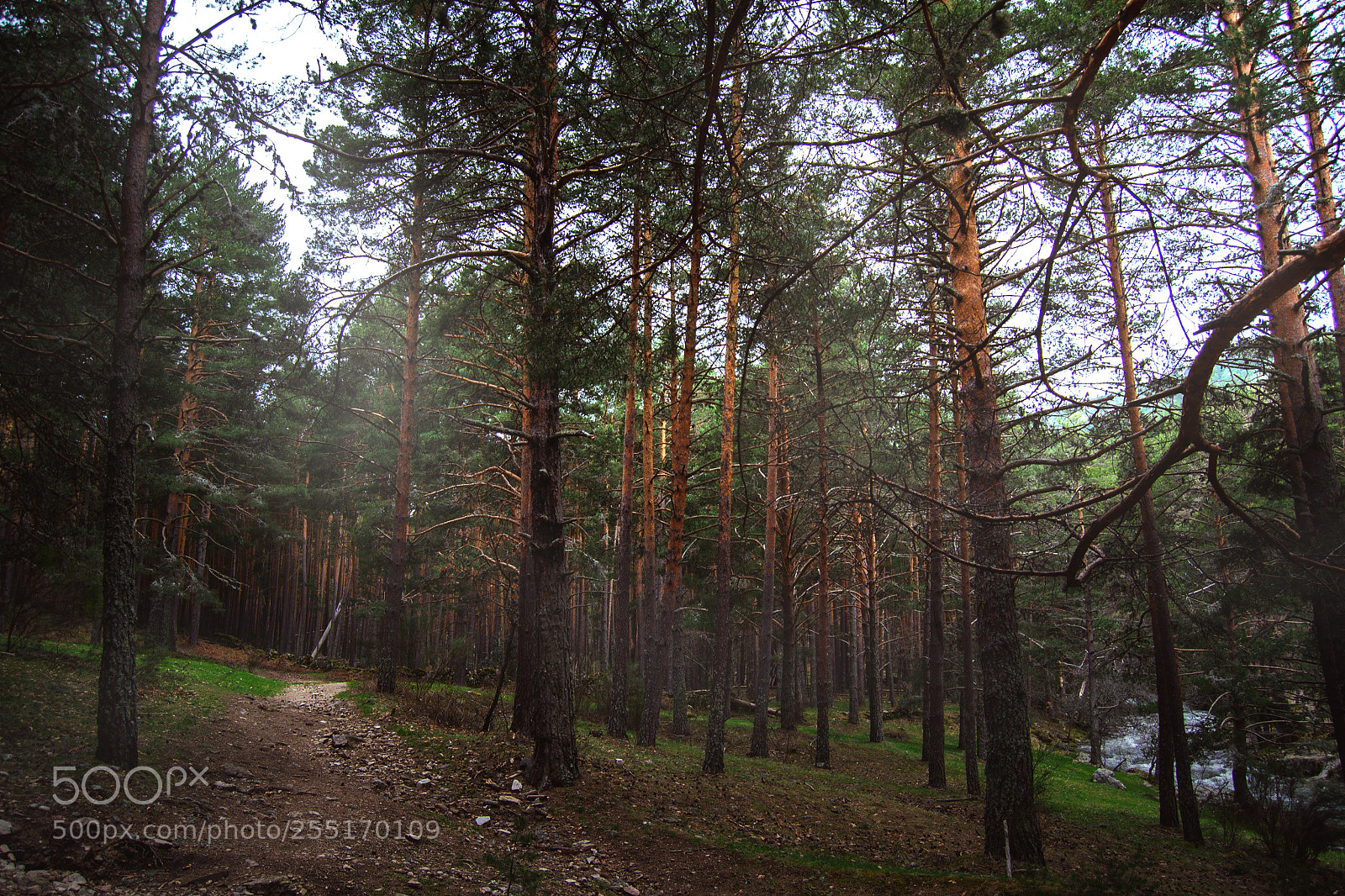 Nikon D3100 sample photo. Green photography
