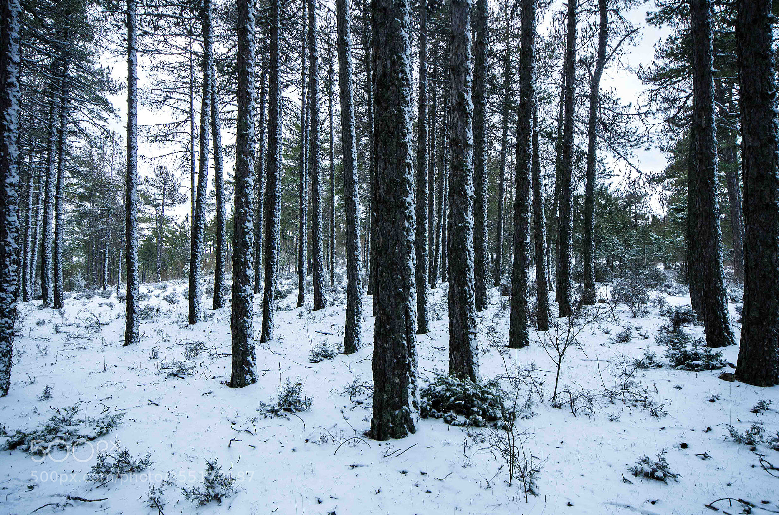Pentax K-5 sample photo. Nieve photography