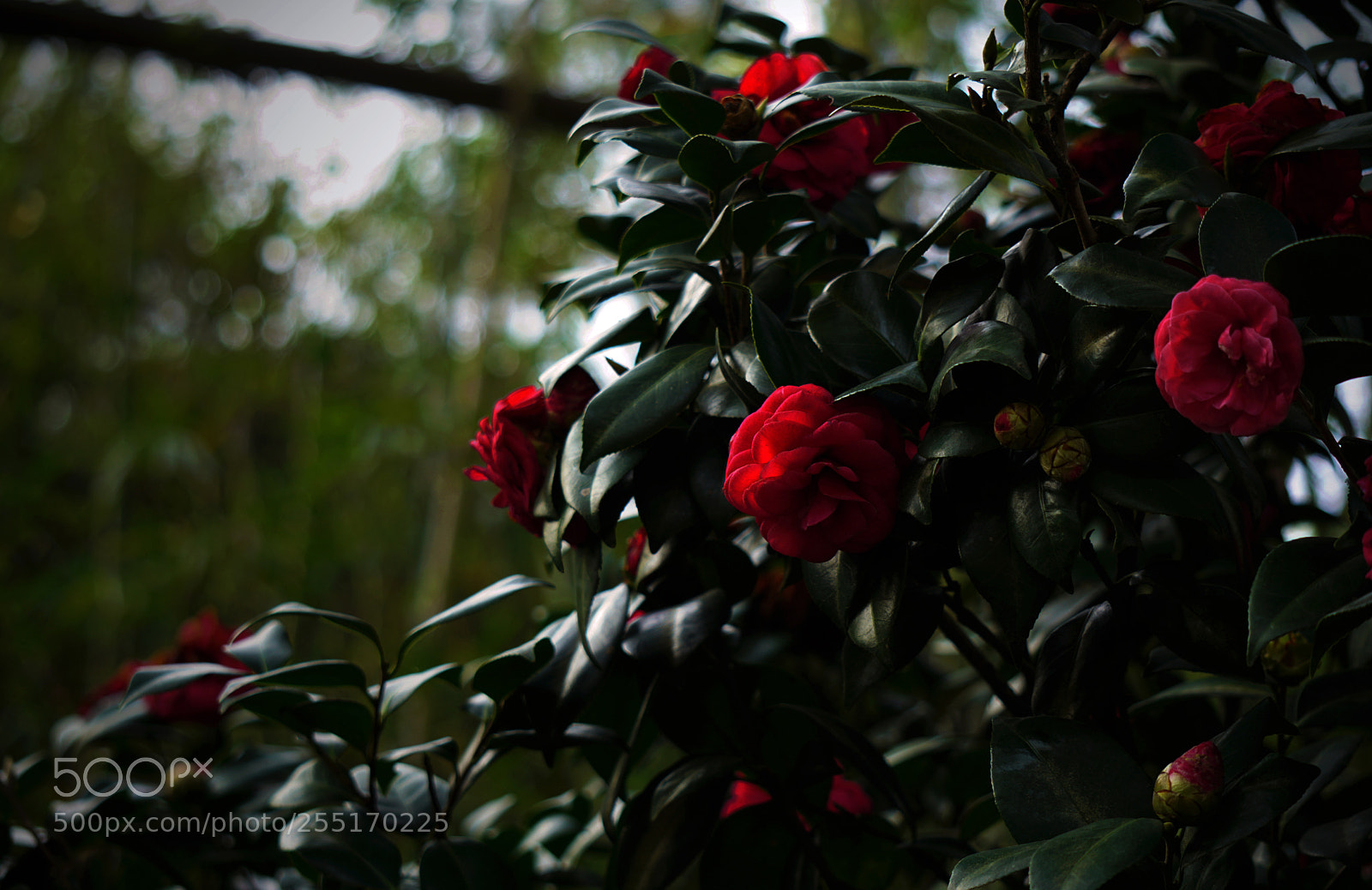 Sony a6000 sample photo. Untitled photography