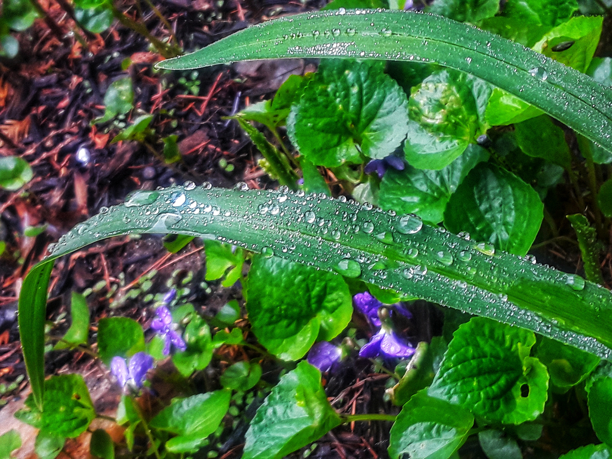 Samsung Galaxy J7 Prime sample photo. Simple spring morning photography