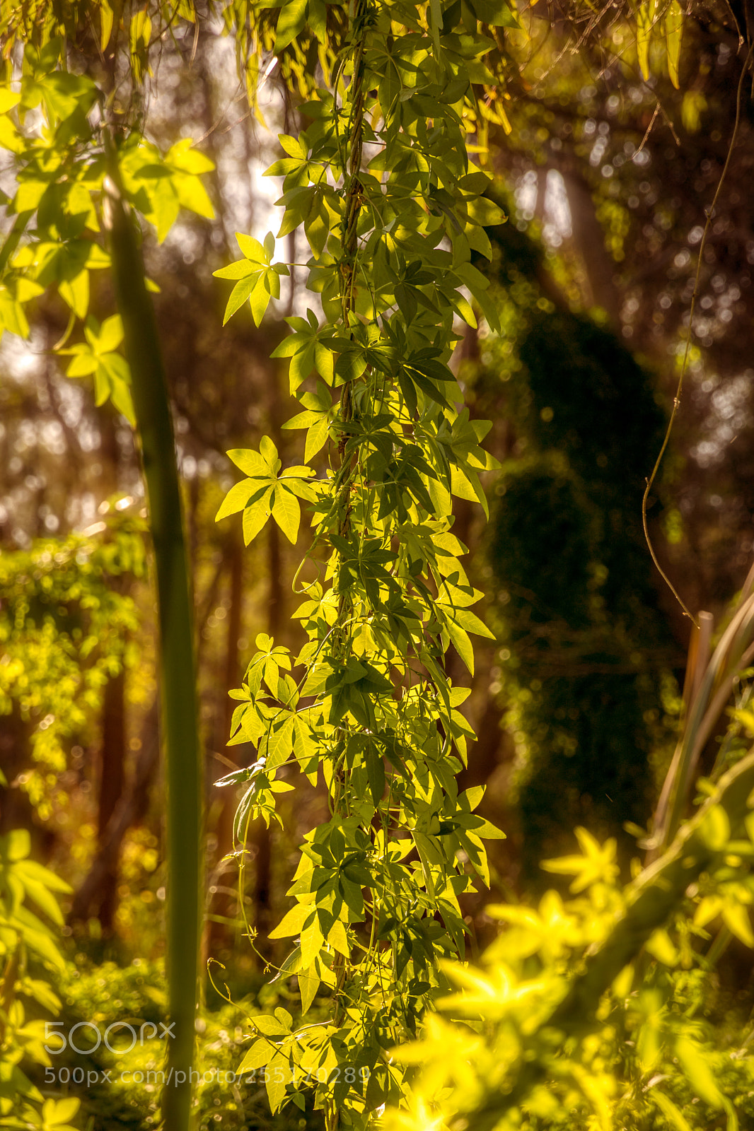Canon EOS 750D (EOS Rebel T6i / EOS Kiss X8i) sample photo. Hanging vine photography