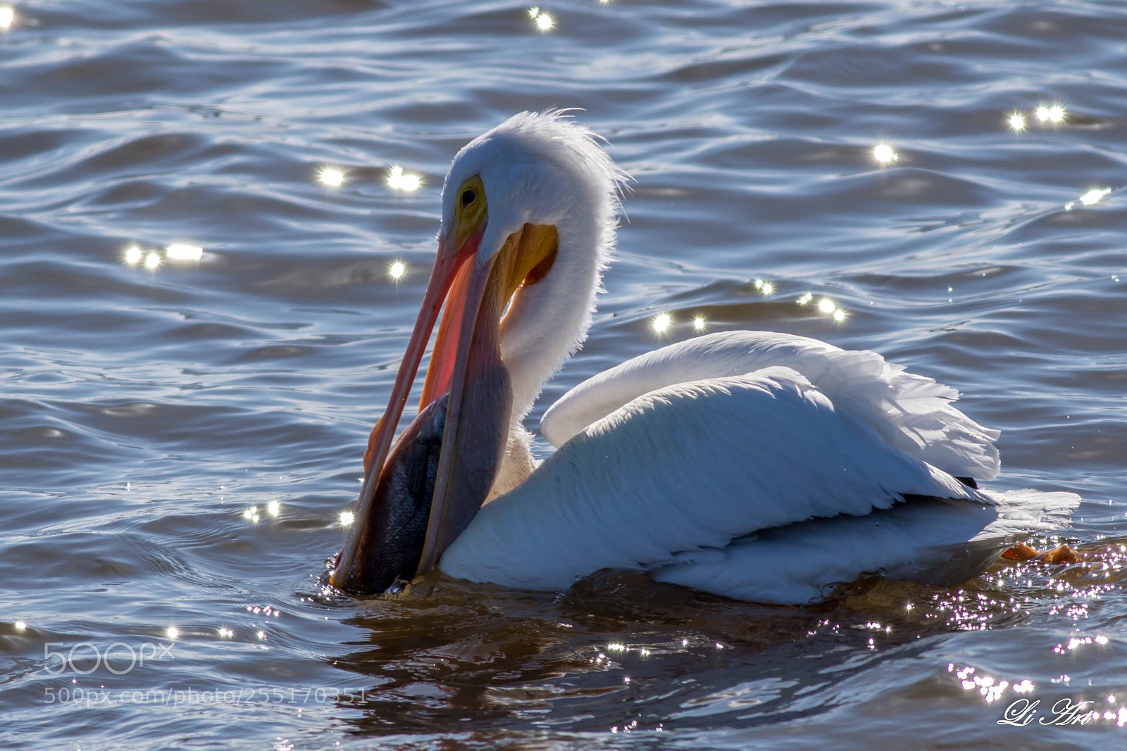 Canon EOS 7D Mark II sample photo. Big mouth photography