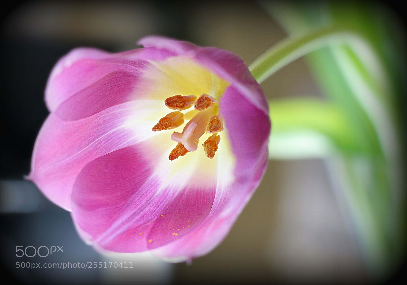 Canon EOS 70D sample photo. Glowing tulip photography