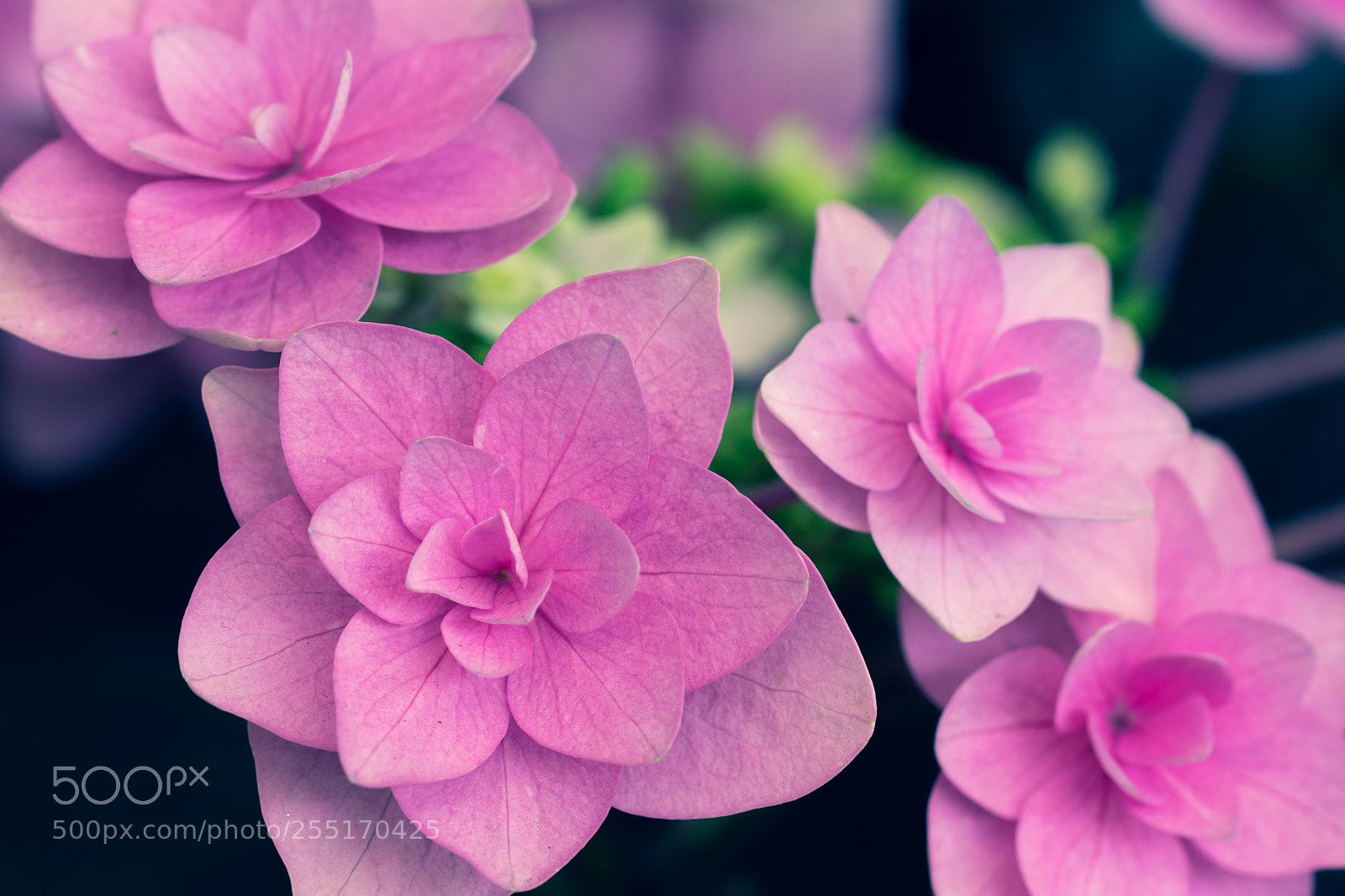 Sony a7 II sample photo. Hydrangea photography