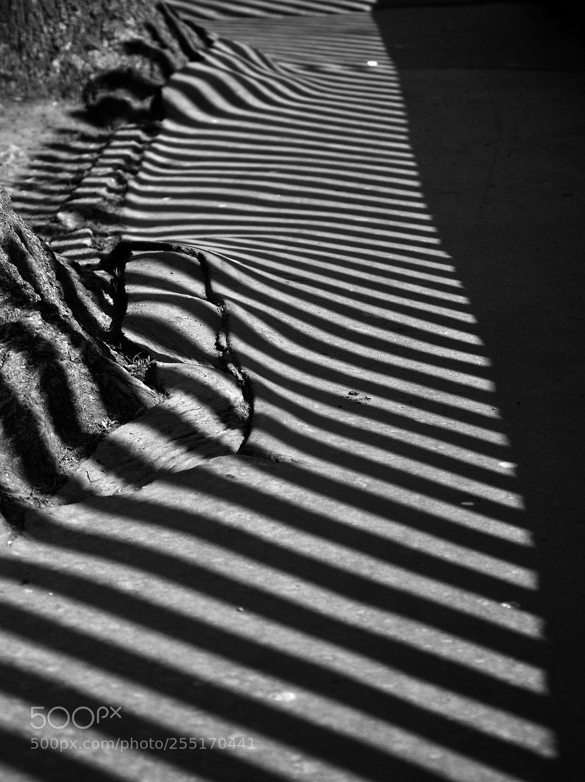 Nikon D90 sample photo. Op art photography