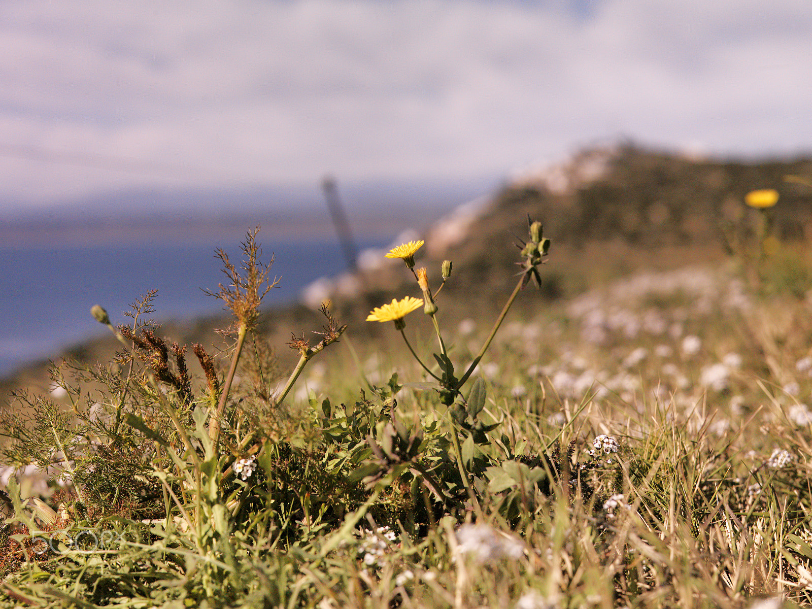 Hasselblad CF-39 sample photo. Cap de creus photography