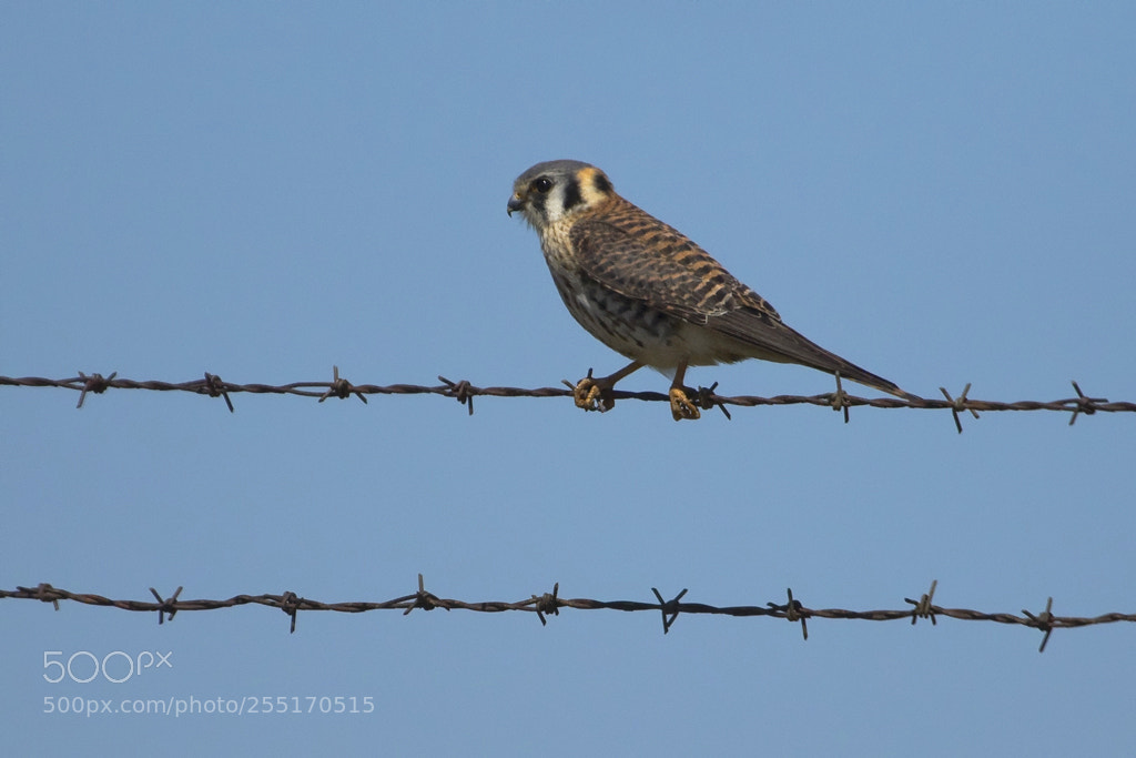 Canon EOS 7D Mark II sample photo. American kestrel, connecticut, 2018 photography