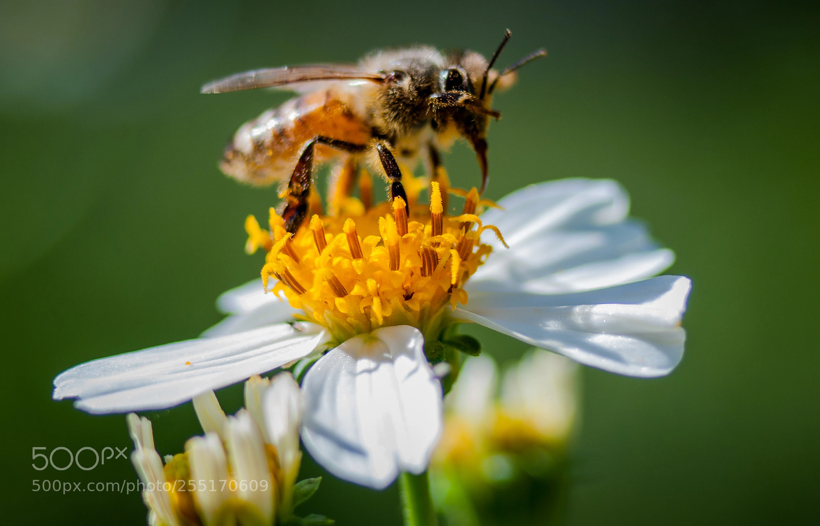 Nikon D5000 sample photo. Bee wiping pollen off photography