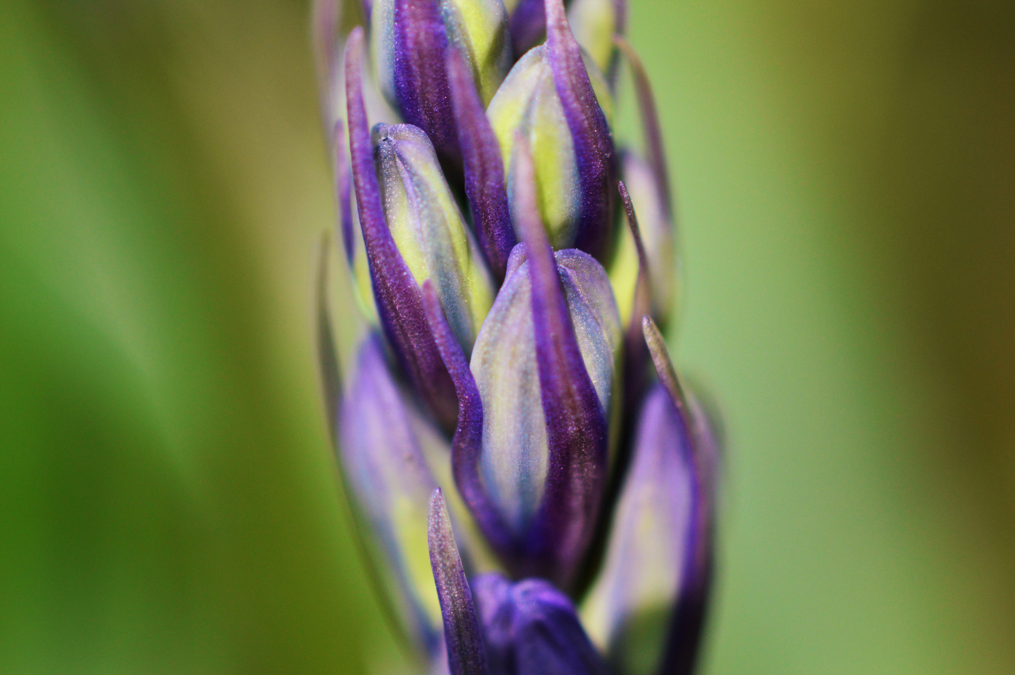 Nikon D3200 sample photo. Purple flower photography