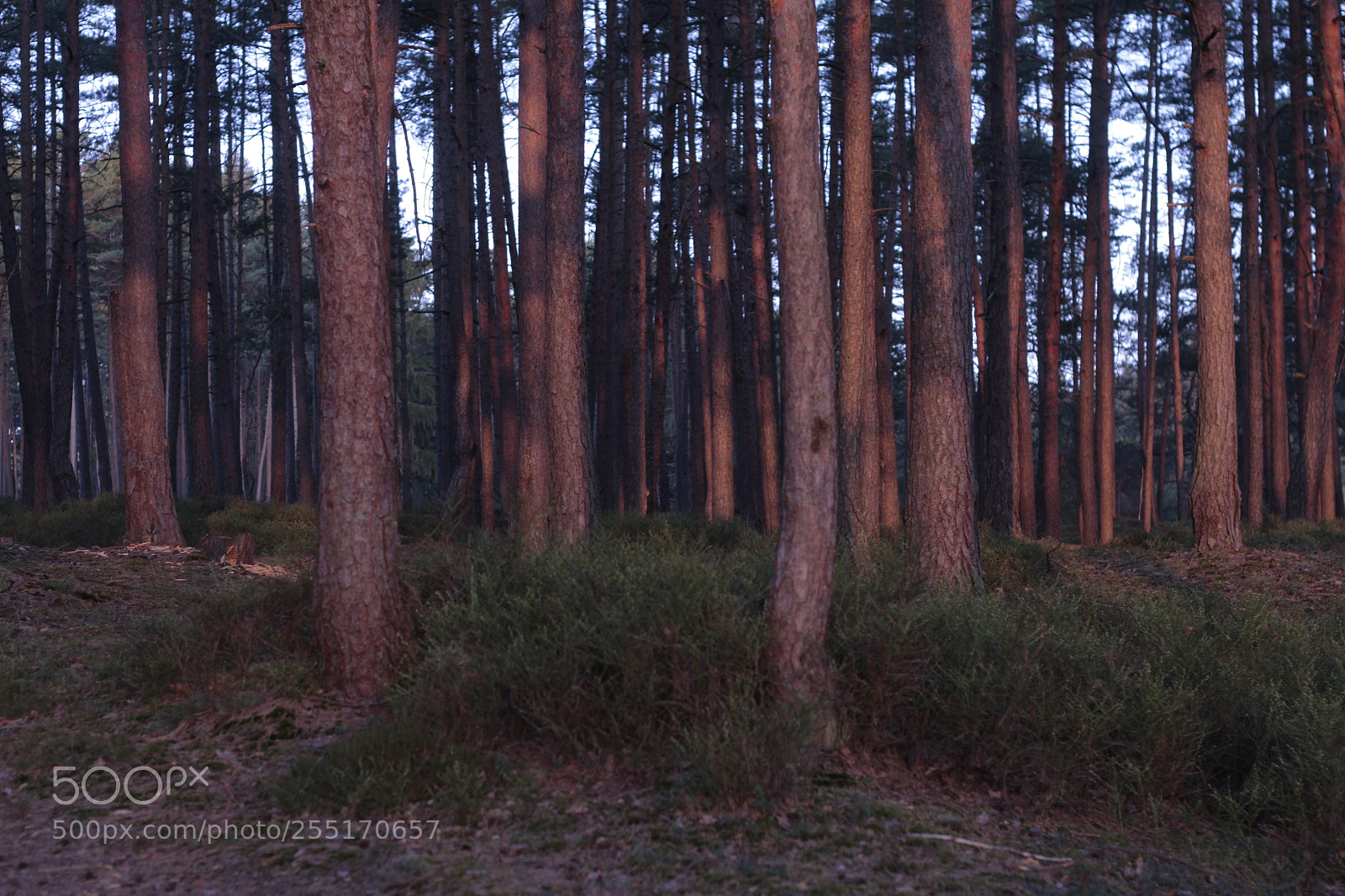 Canon EOS 7D + Canon EF 50mm F1.8 II sample photo. Sunrise in spring photography