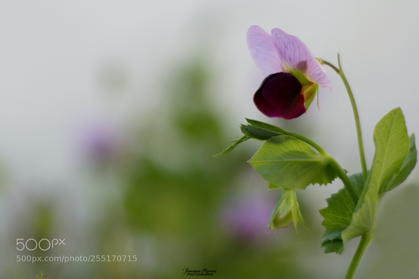 Nikon D5300 sample photo. Lathyrus oleraceus l. photography