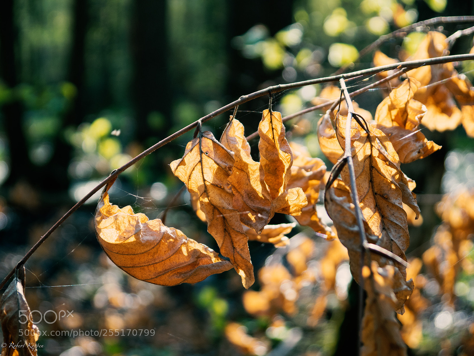 Olympus OM-D E-M1 sample photo. Forrest photography