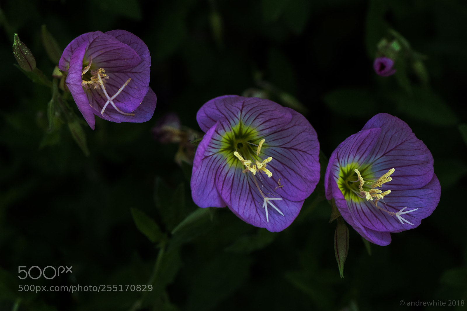 Nikon D850 sample photo. Electric primrose photography