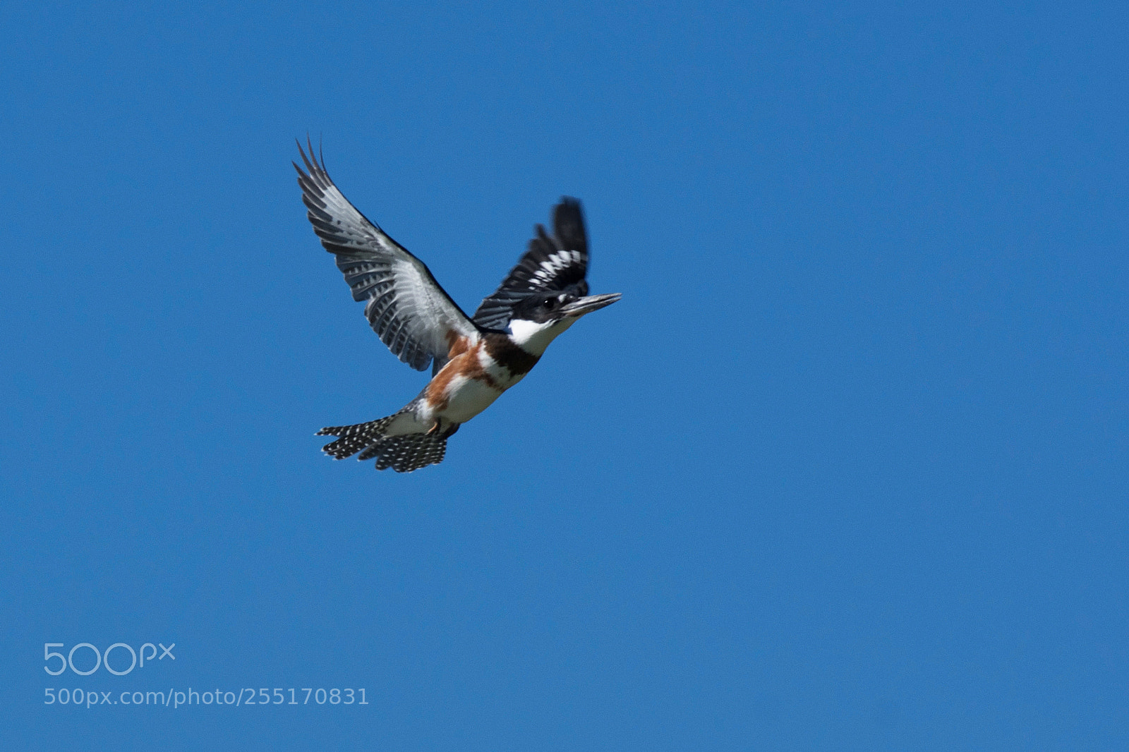 Pentax K-3 II sample photo. Martin pecheur photography