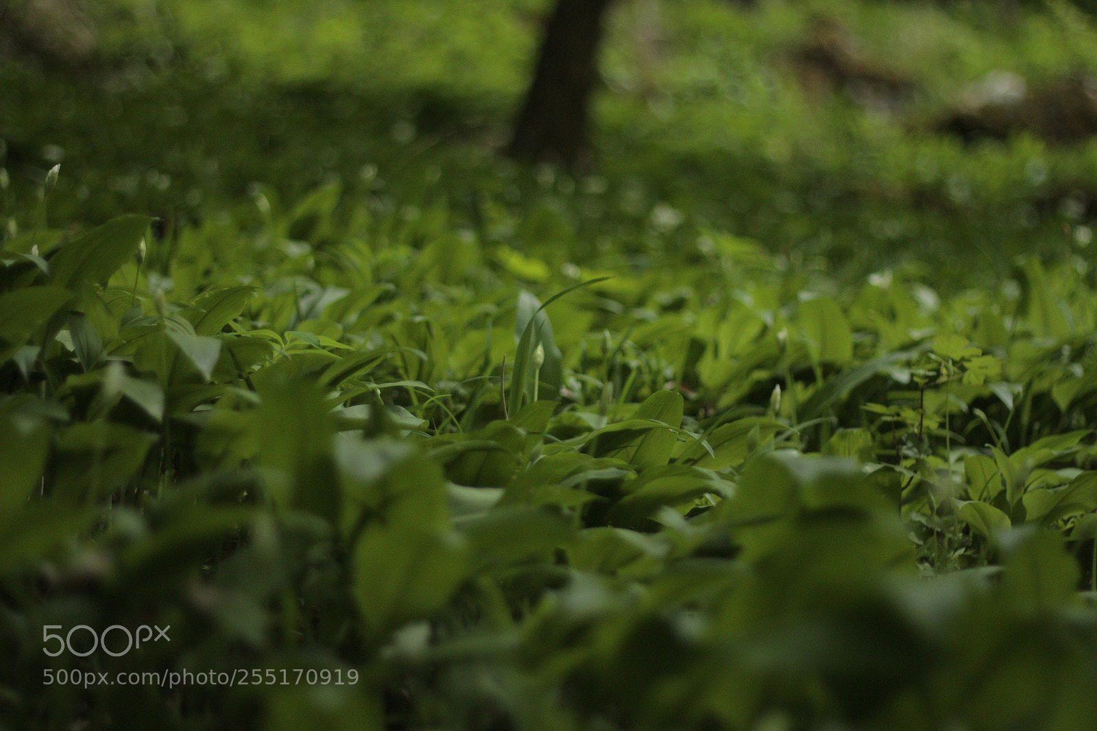 Canon EOS 7D + Canon EF 50mm F1.8 II sample photo. Medvědí česnek photography