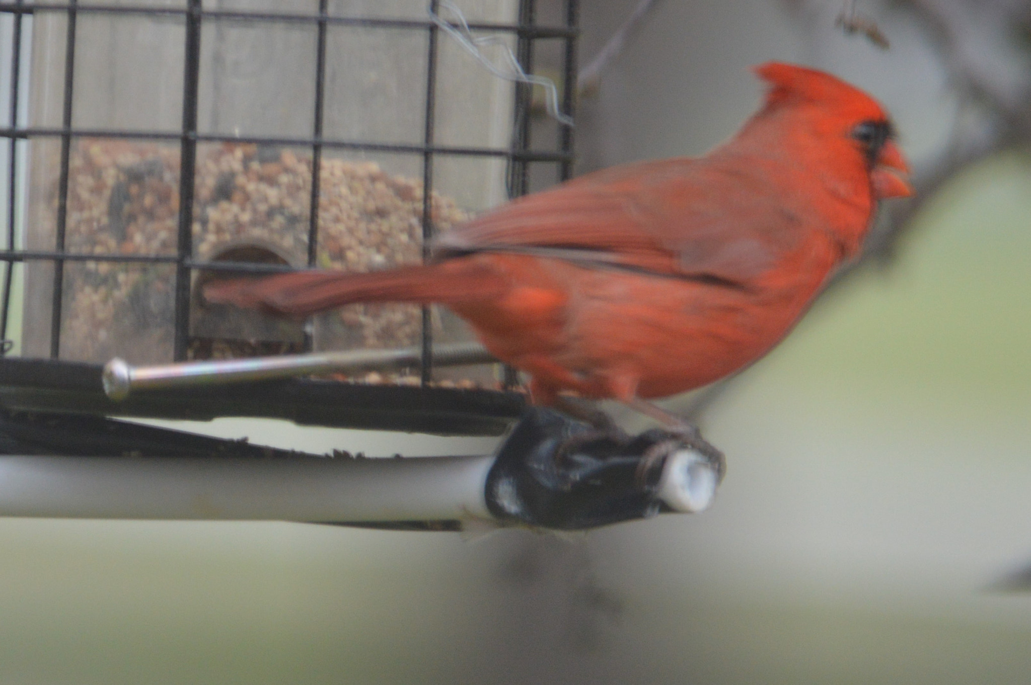 Sigma 150-500mm F5-6.3 DG OS HSM sample photo. () photography