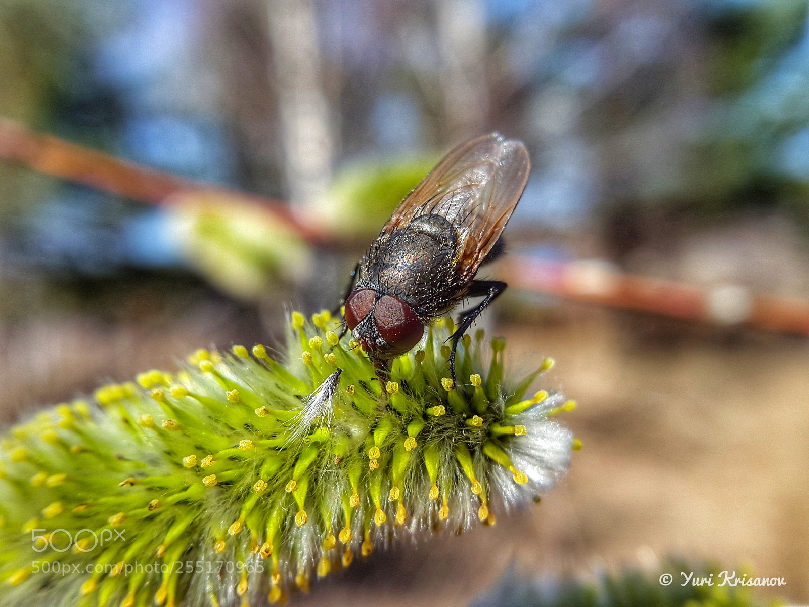Samsung Galaxy Alpha sample photo. The fly is drinking photography