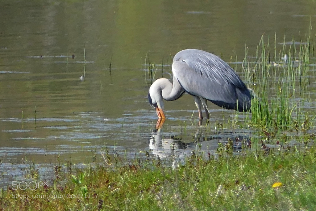 Panasonic Lumix DMC-FZ2500 (Lumix DMC-FZ2000) sample photo. H ron cendr ardea photography