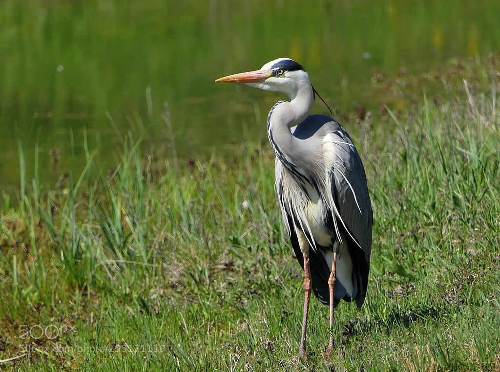 Panasonic Lumix DMC-FZ2500 (Lumix DMC-FZ2000) sample photo. H ron cendr ardea photography