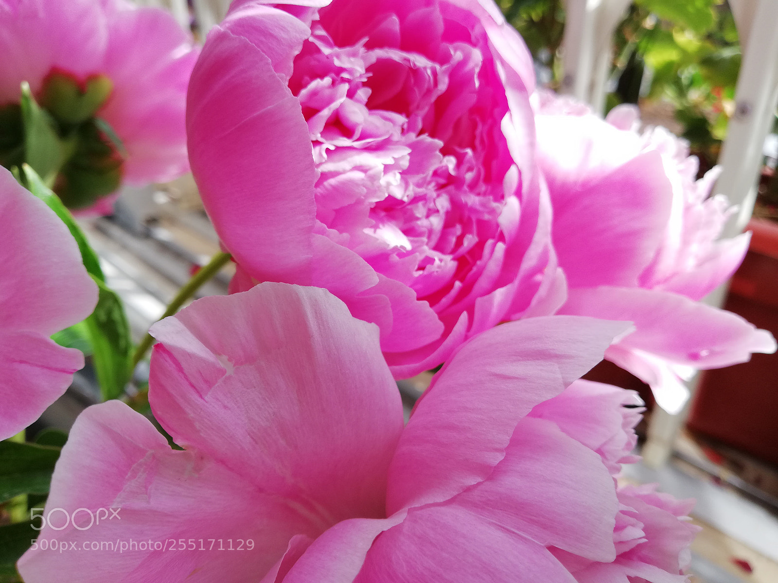 HUAWEI Mate 10 Lite sample photo. Peony photography