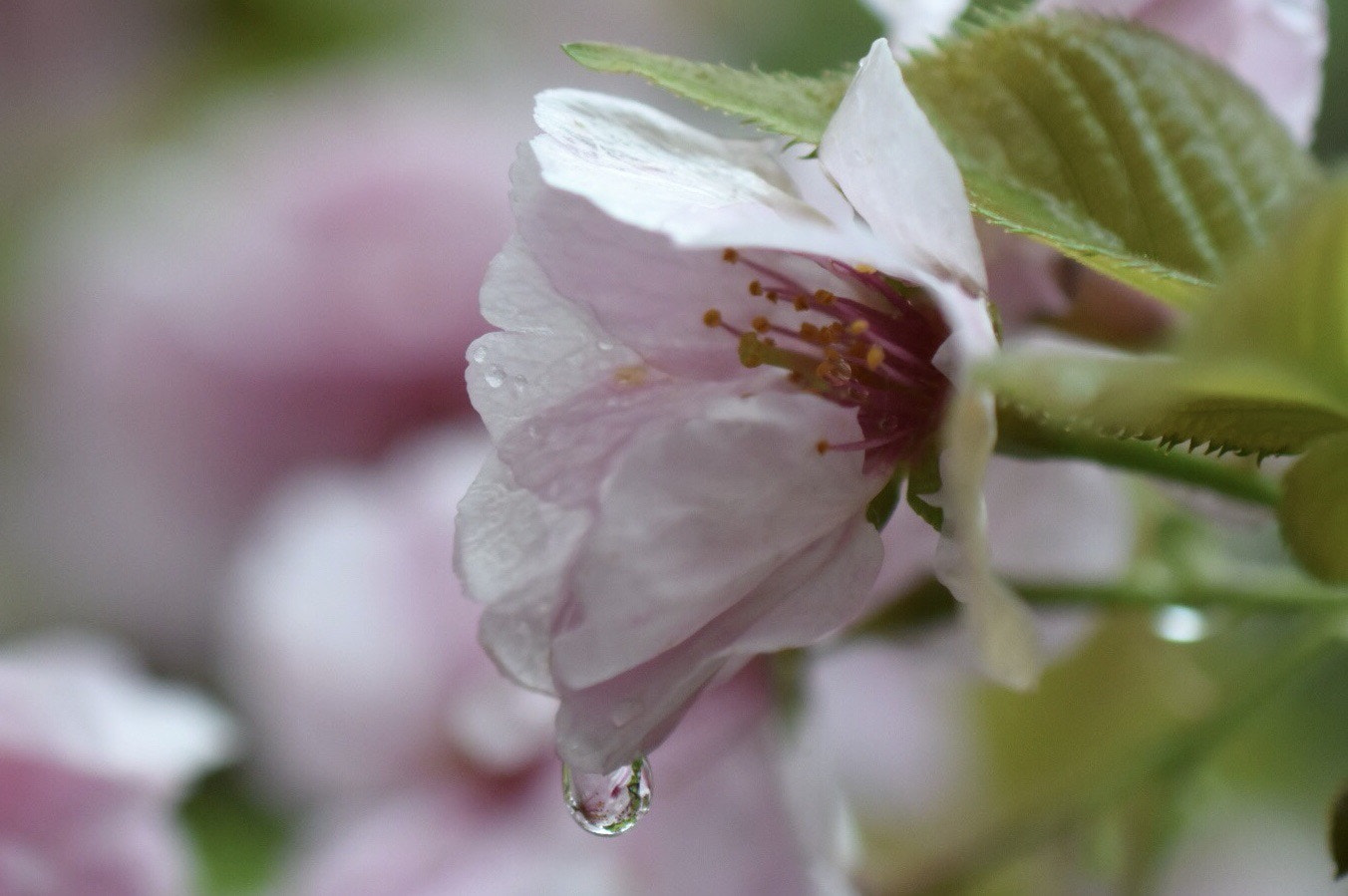 Nikon 1 J4 sample photo. Cherry drop photography