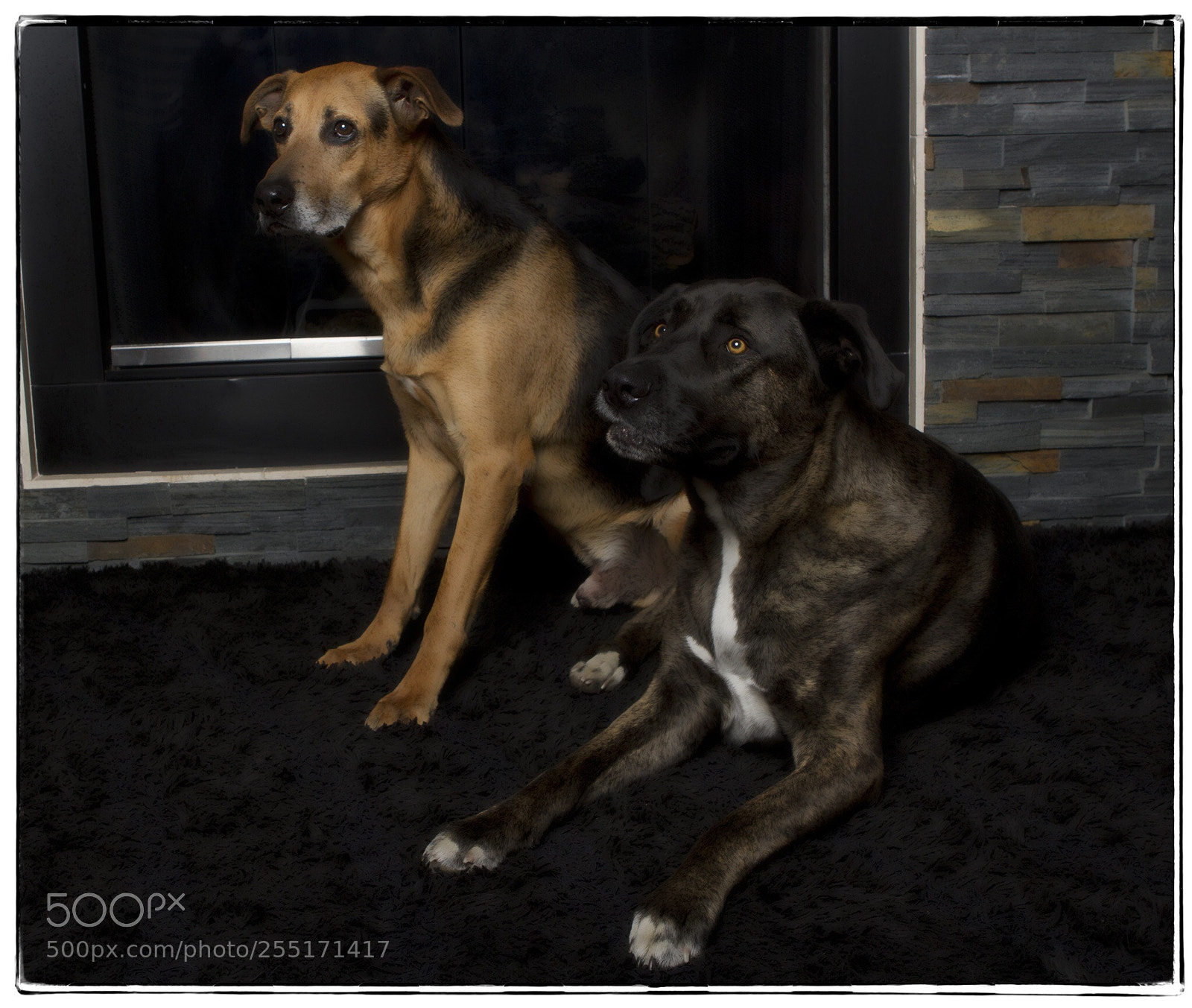 Canon EOS 7D sample photo. Bentley and rufus. photography