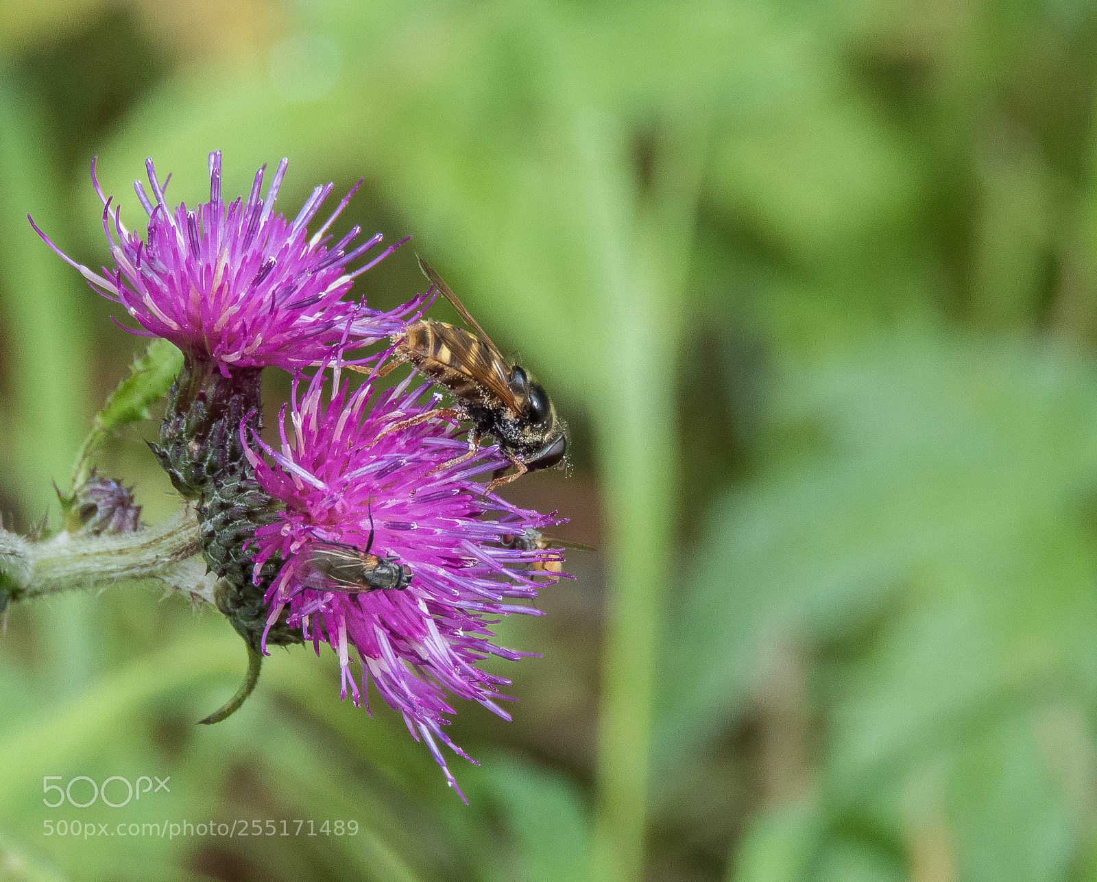 Canon PowerShot SX60 HS sample photo. Insects and butterflies photography