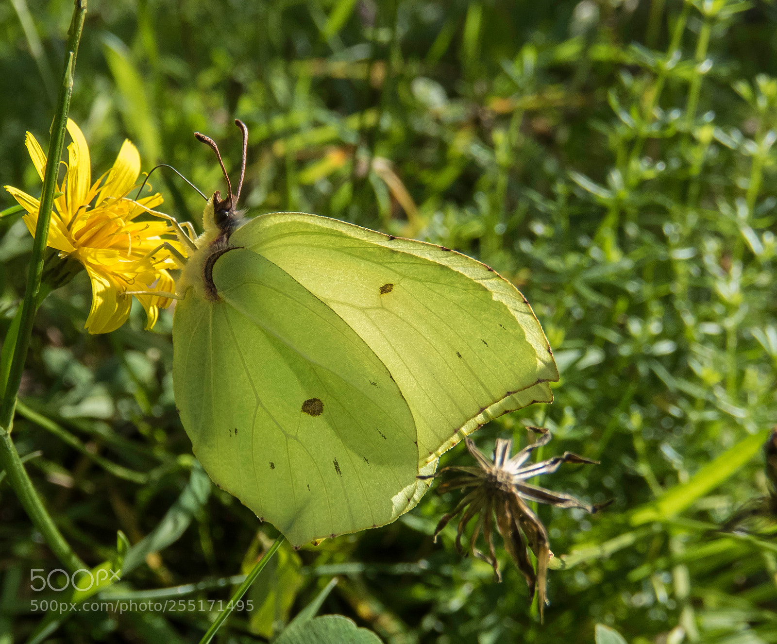 Canon PowerShot SX60 HS sample photo. Insects and butterflies photography