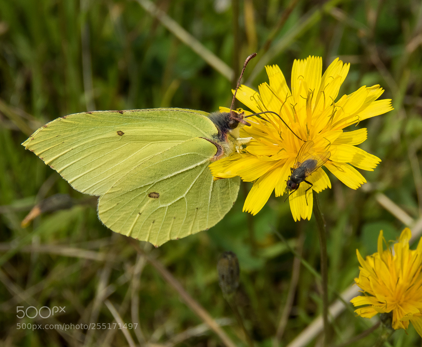 Canon PowerShot SX60 HS sample photo. Insects and butterflies photography
