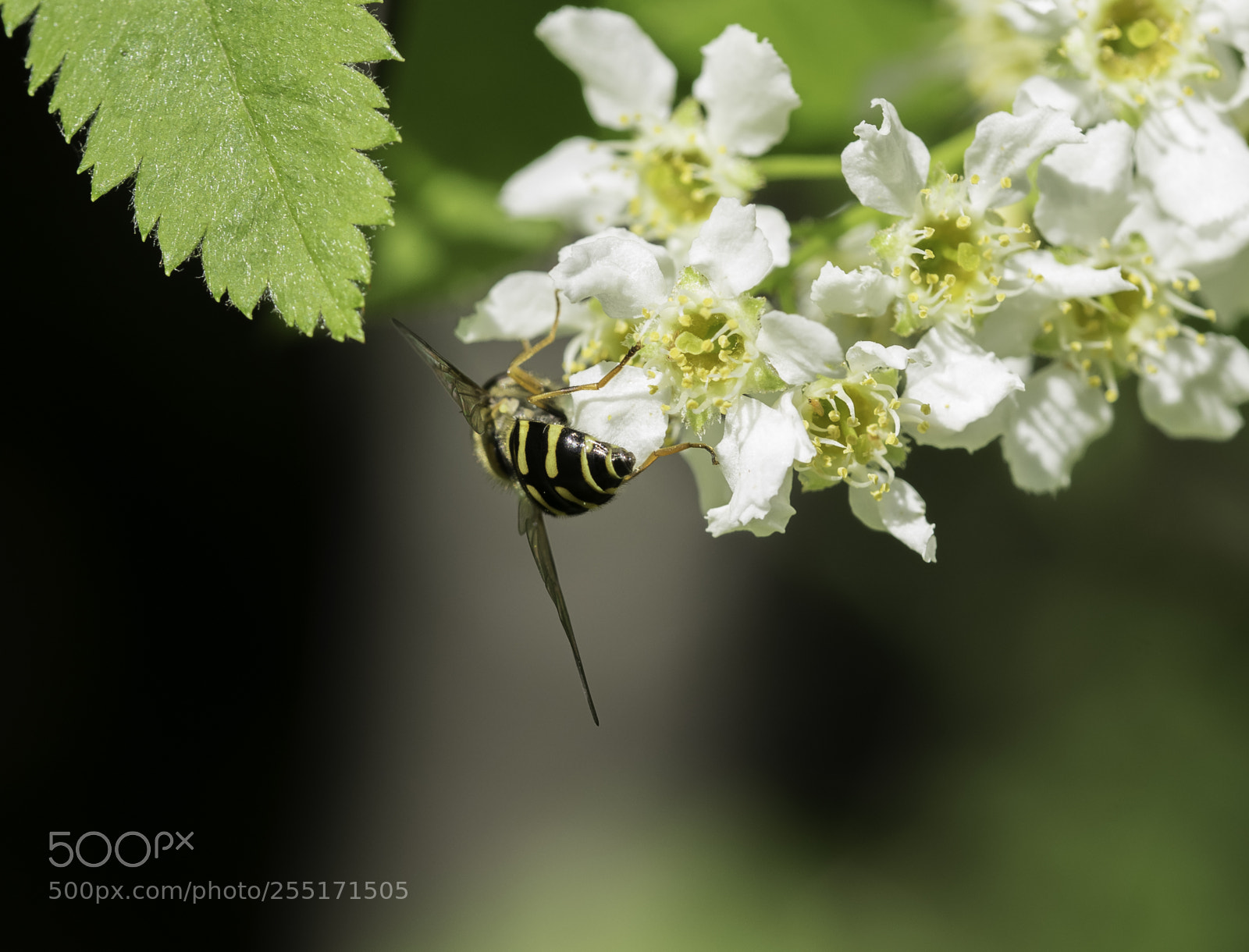 Nikon D5300 sample photo. Insects and butterflies photography