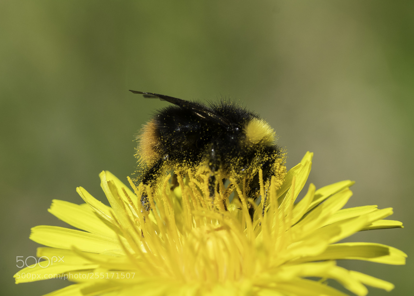 Nikon D5300 sample photo. Insects and butterflies photography