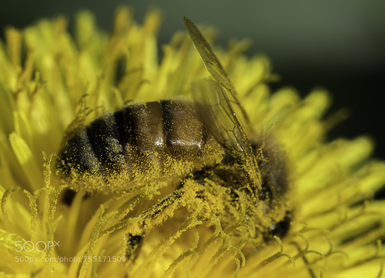 Nikon D5300 sample photo. Insects and butterflies photography