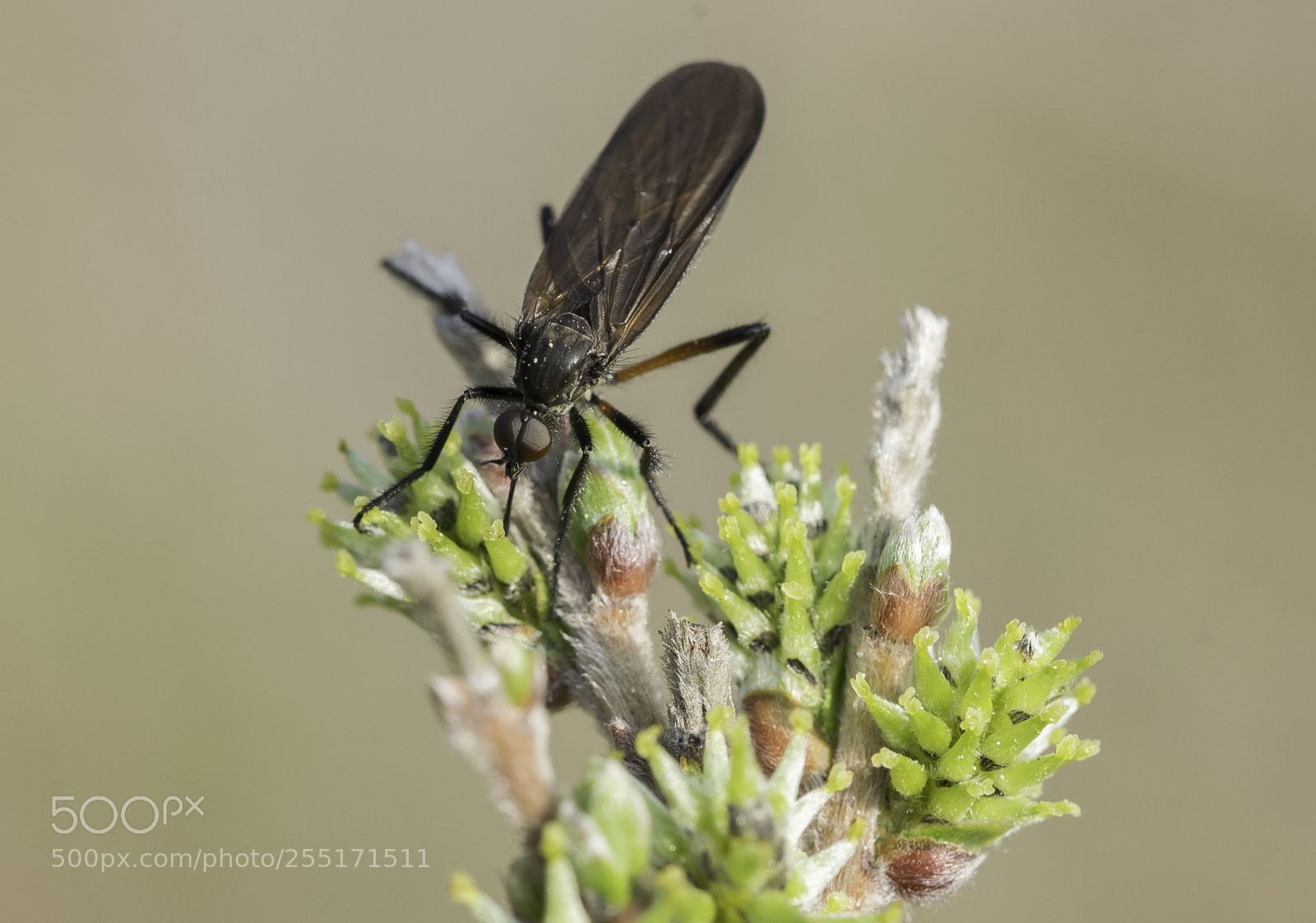 Nikon D5300 sample photo. Insects and butterflies photography
