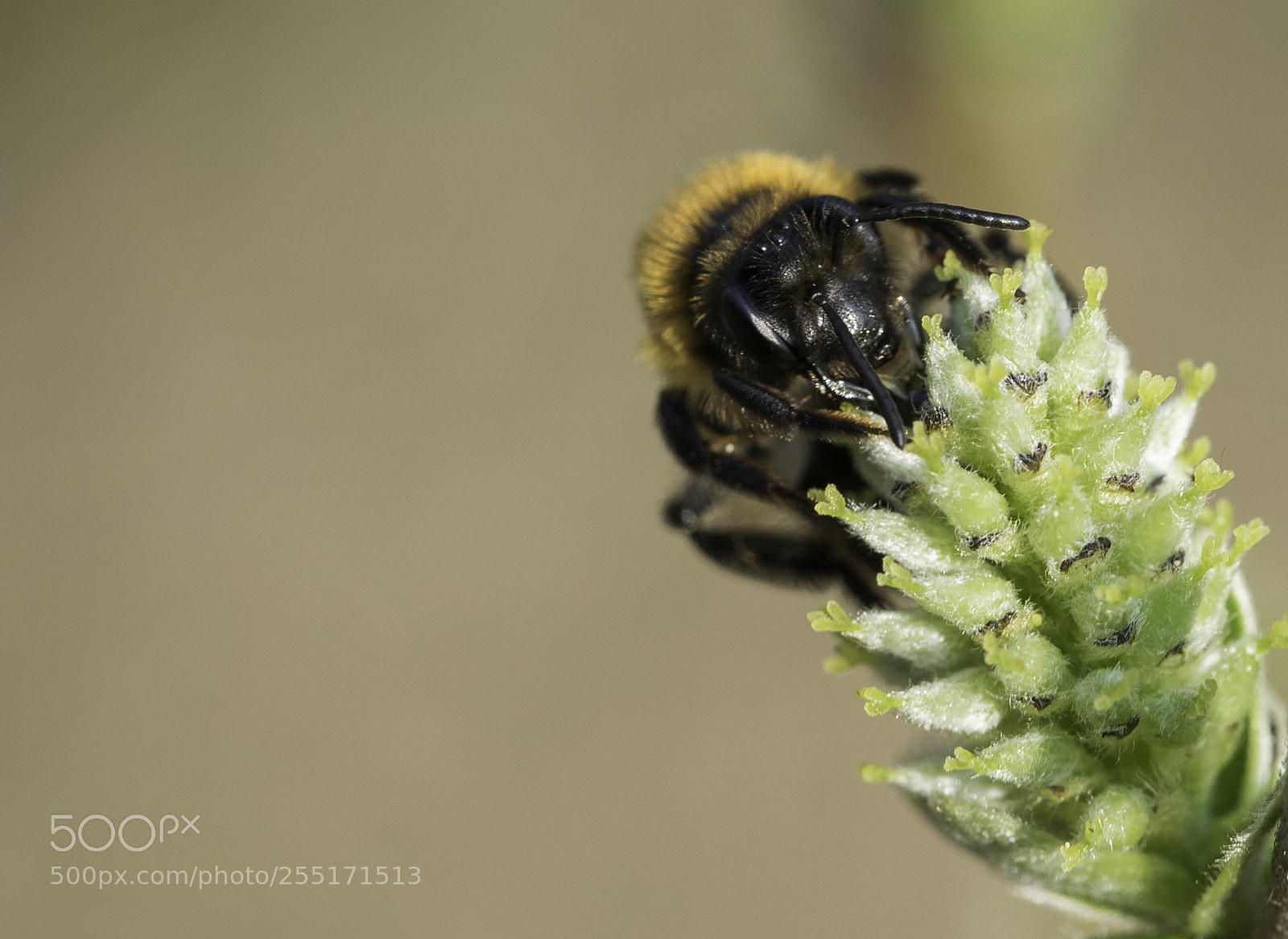 Nikon D5300 sample photo. Insects and butterflies photography