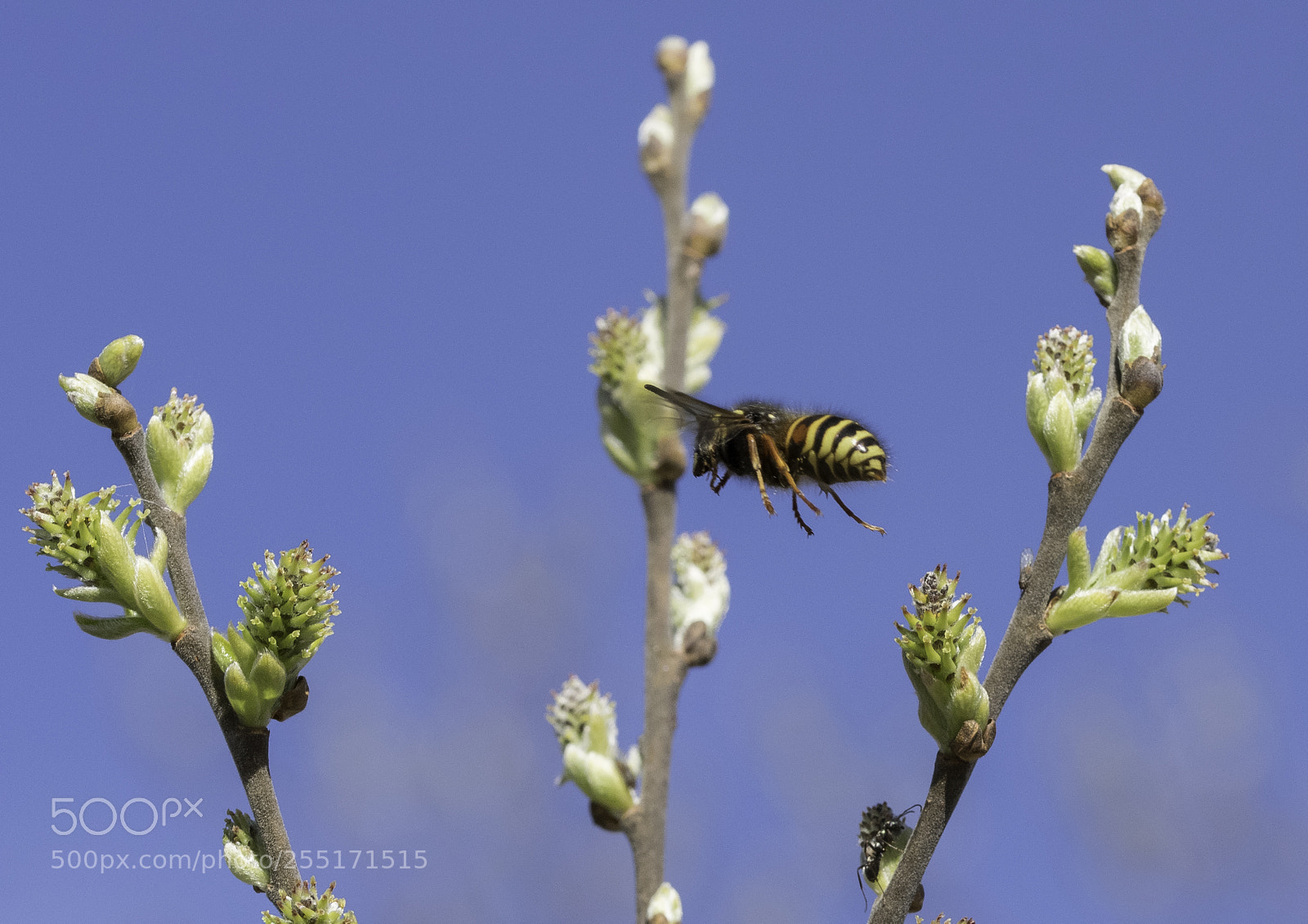 Nikon D5300 sample photo. Insects and butterflies photography