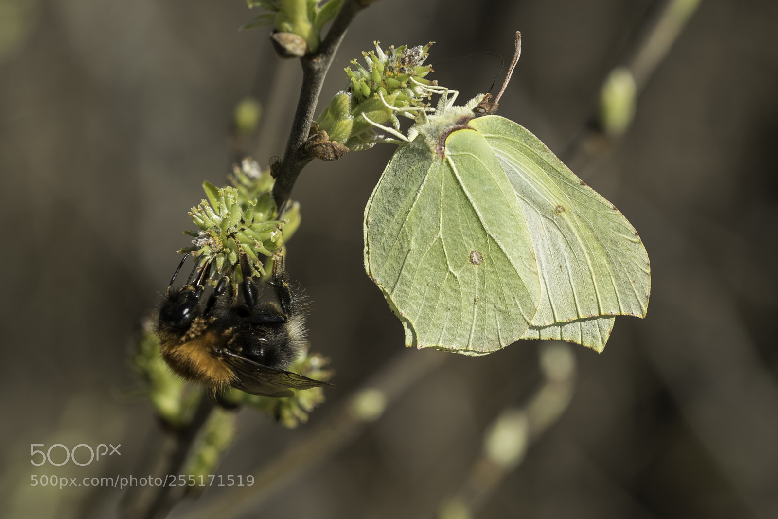 Nikon D5300 sample photo. Insects and butterflies photography