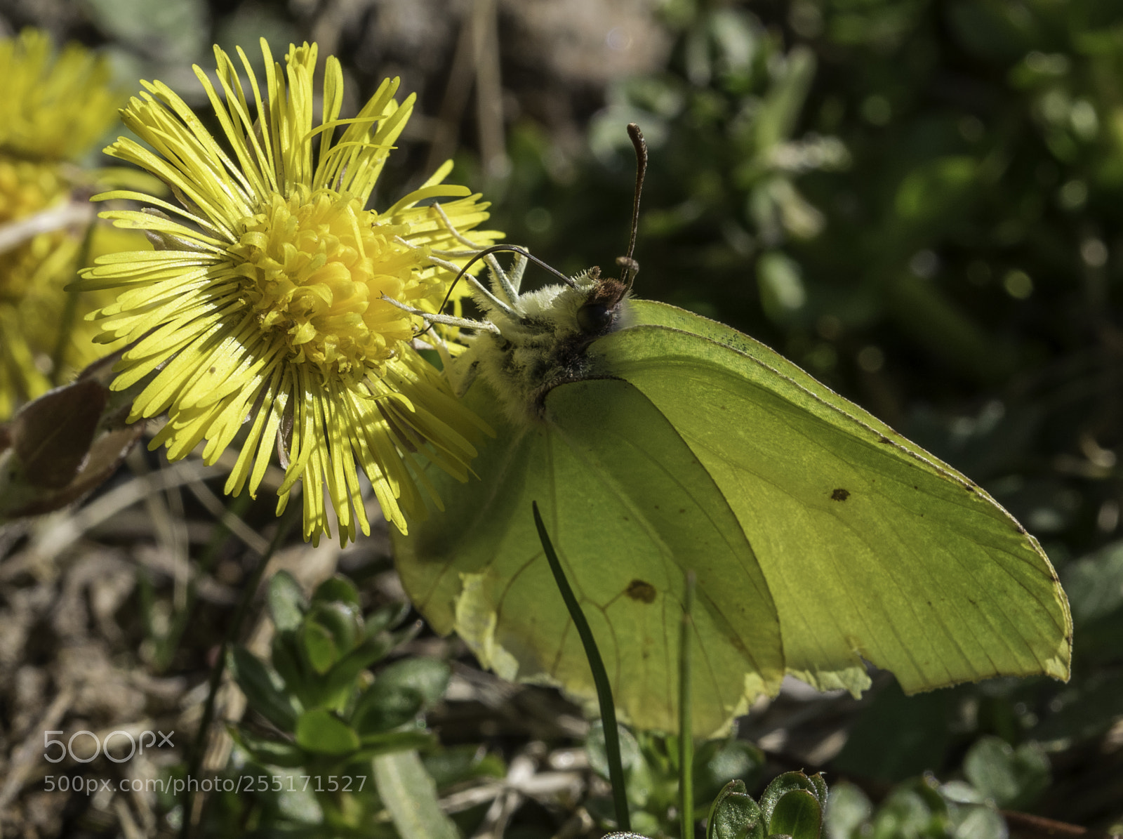 Nikon D5300 sample photo. Insects and butterflies photography
