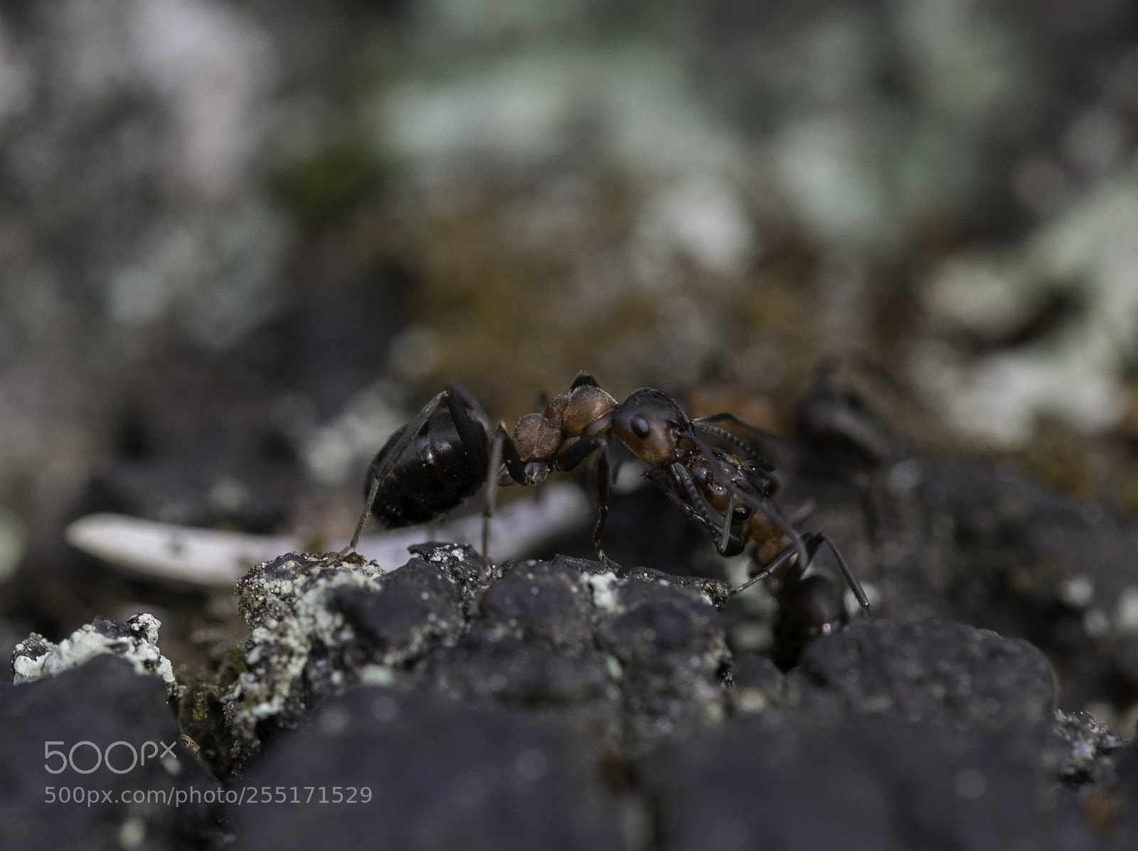 Nikon D5300 sample photo. Insects and butterflies photography