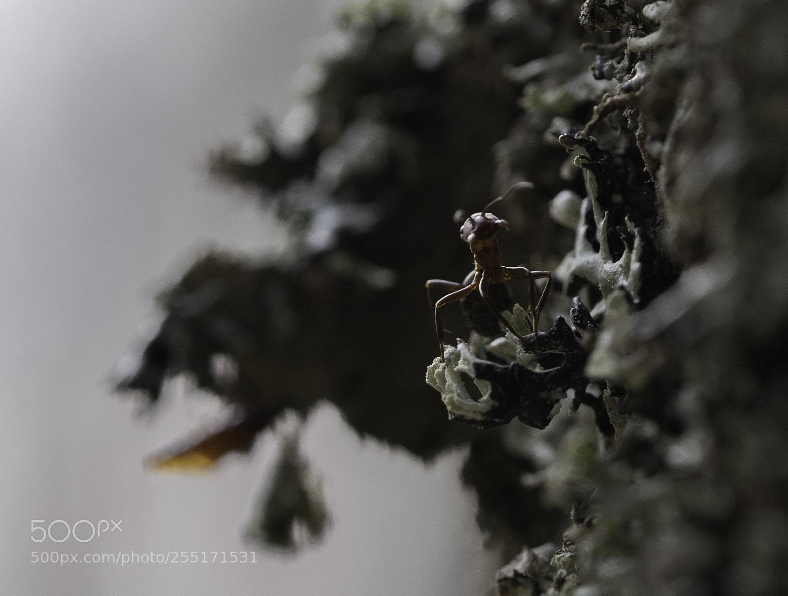 Nikon D5300 sample photo. Insects and butterflies photography
