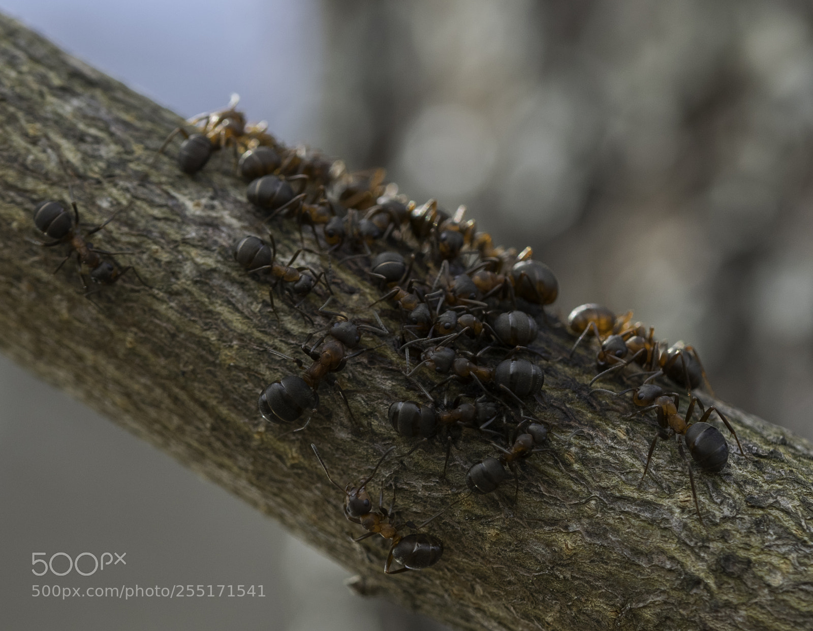 Nikon D5300 sample photo. Insects and butterflies photography