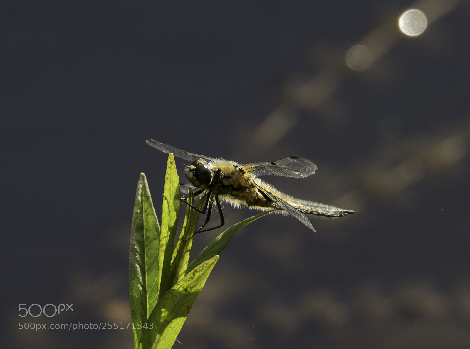 Nikon D5300 sample photo. Insects and butterflies photography