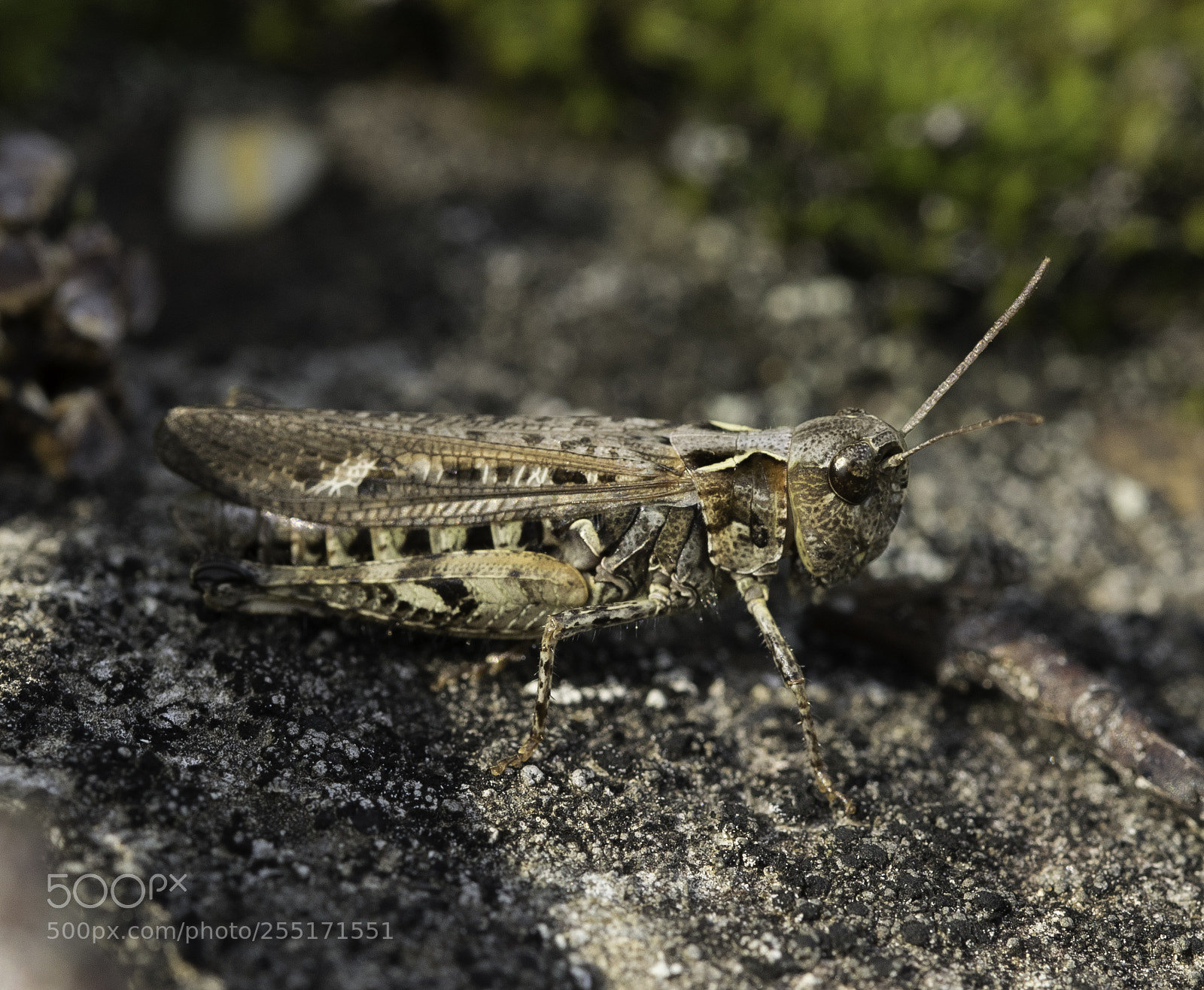 Nikon D5300 sample photo. Insects and butterflies photography
