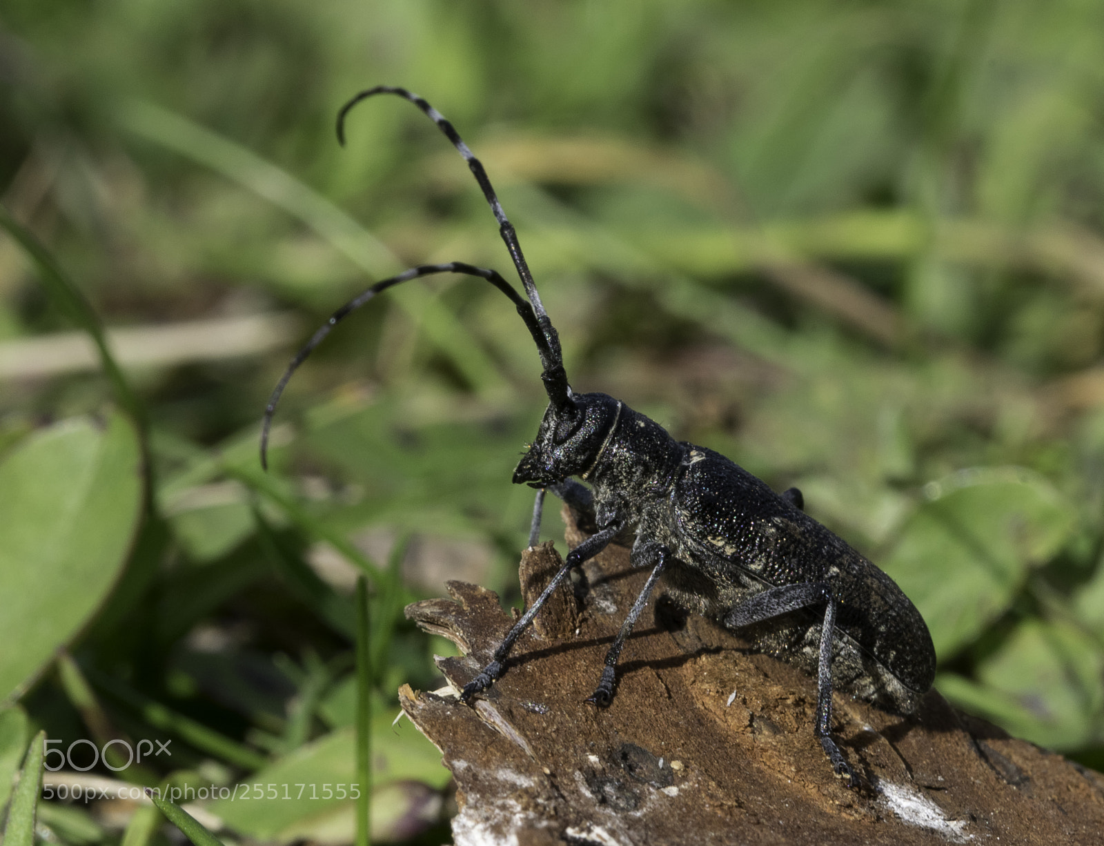 Nikon D5300 sample photo. Insects and butterflies photography