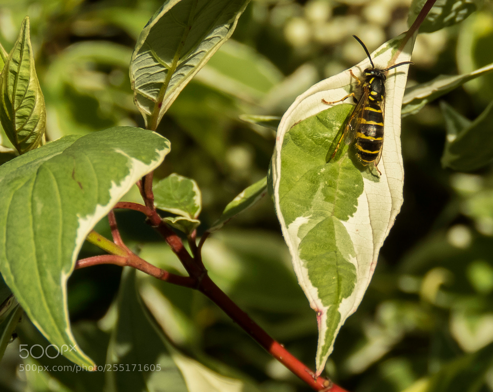 Canon PowerShot SX60 HS sample photo. Insects and butterflies photography