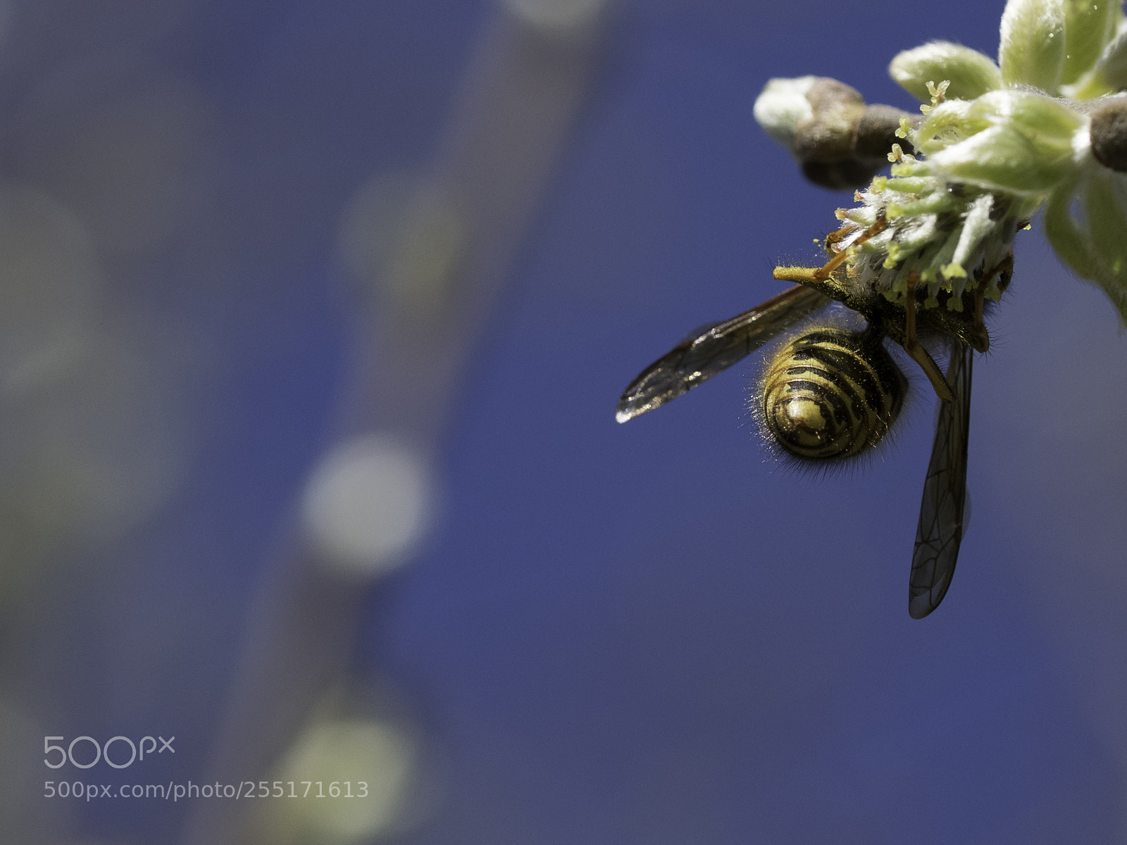 Nikon D5300 sample photo. Insects and butterflies photography