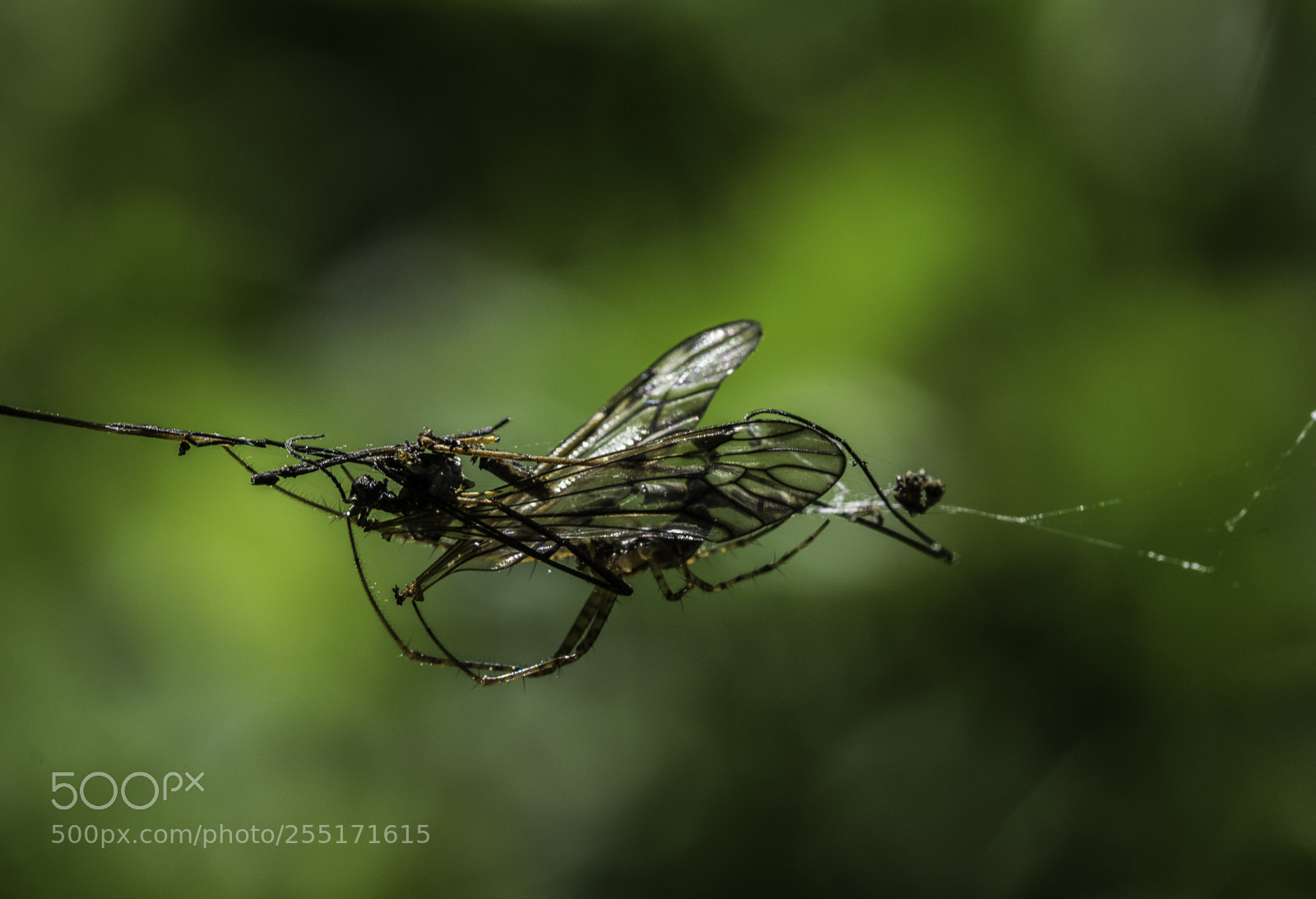 Nikon D5300 sample photo. Insects and butterflies photography