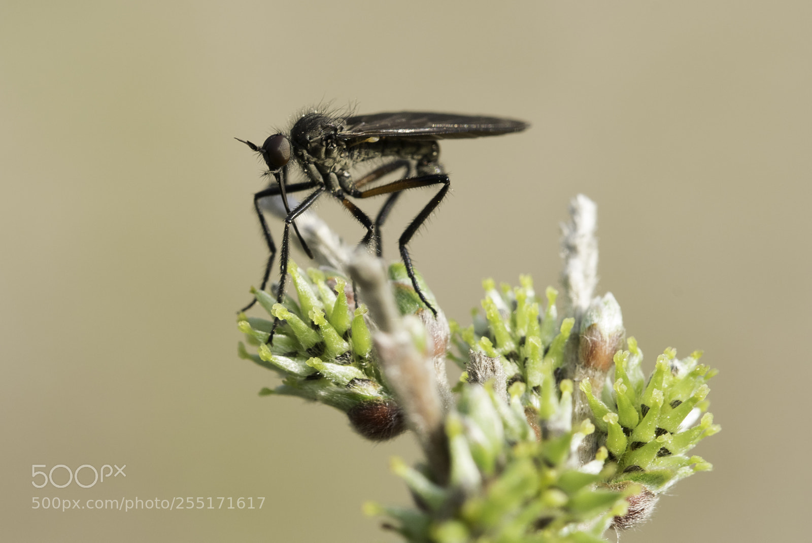Nikon D5300 sample photo. Insects and butterflies photography