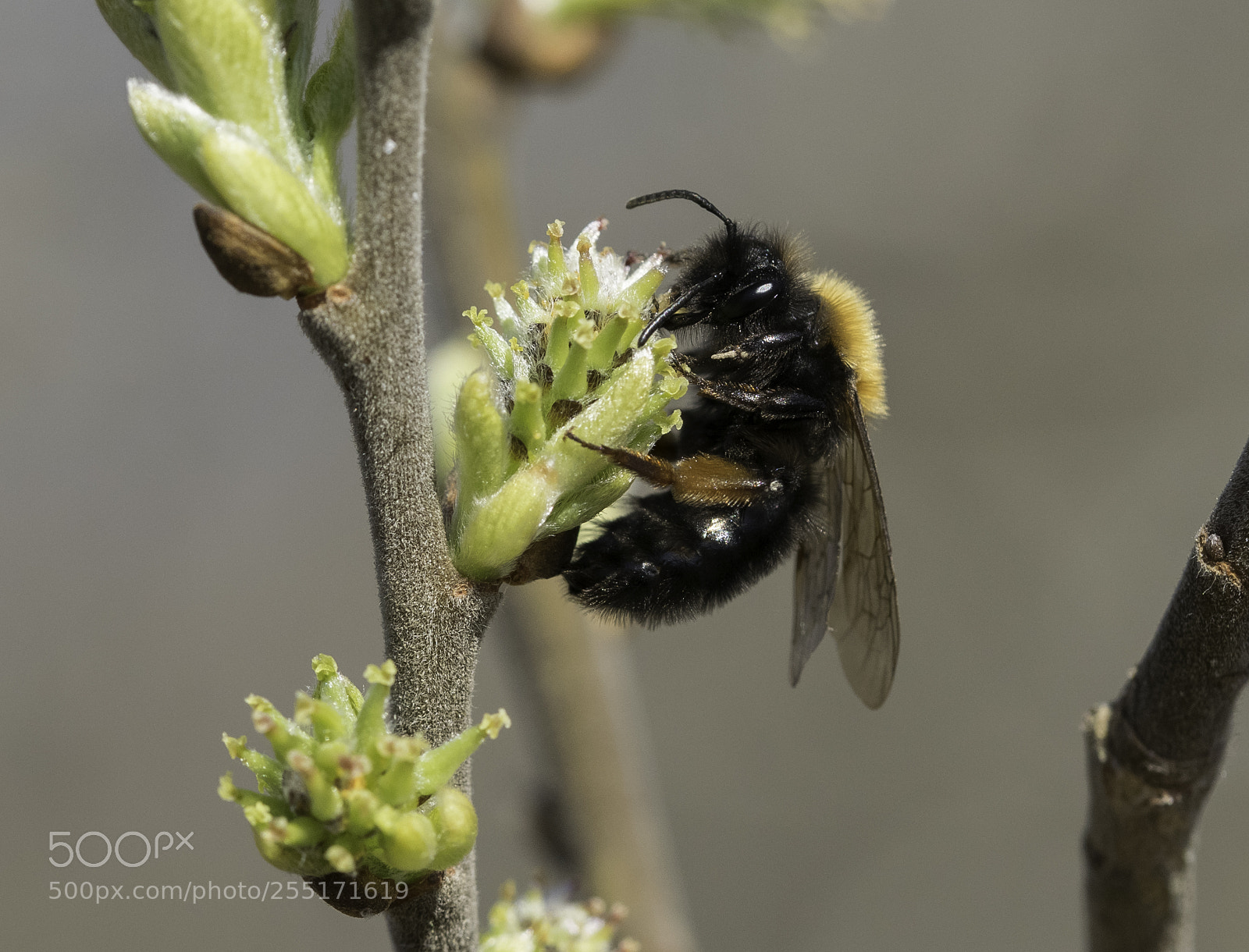 Nikon D5300 sample photo. Insects and butterflies photography